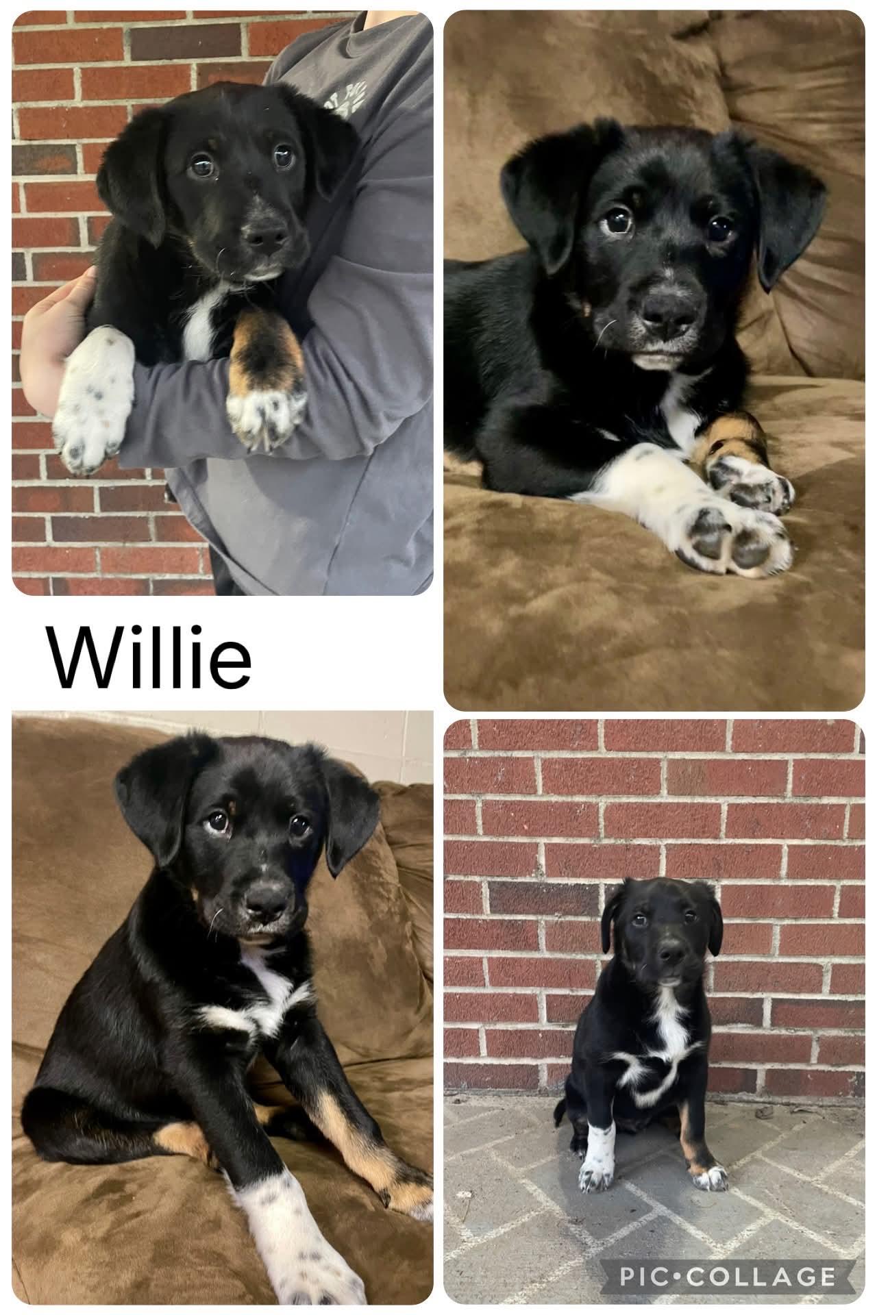 Enlarge Willie, an adopted mixed breed in Enterprise, AL image 1/1