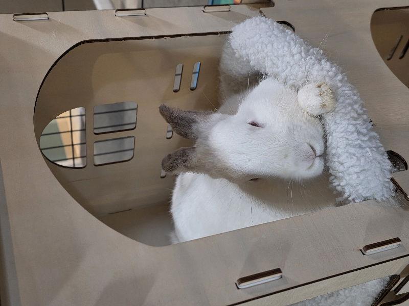 Chibi Moon, Adoptable, Adult Female Californian.