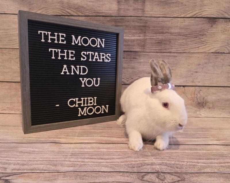 Enlarge Chibi Moon, a Adoptable Californian in Columbus, OH image 1/2