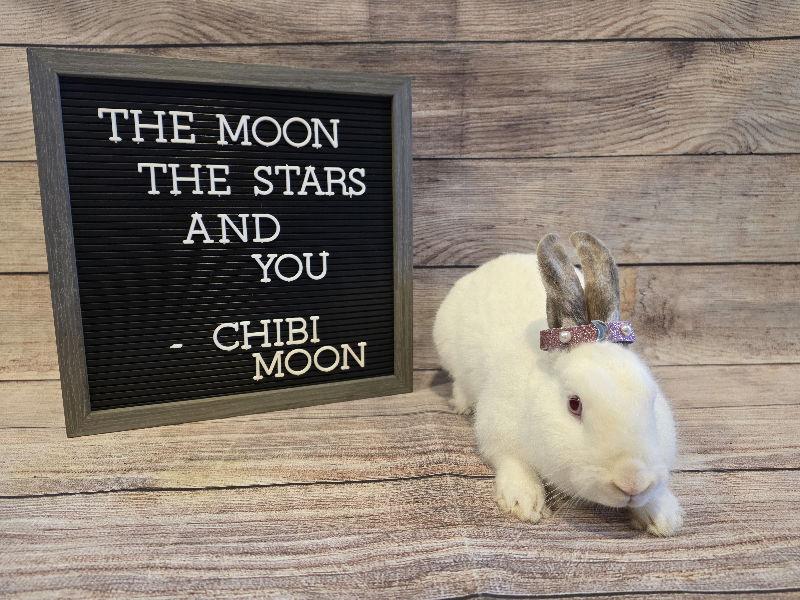 Enlarge Chibi Moon, a Adoptable Californian in Columbus, OH image 2/2