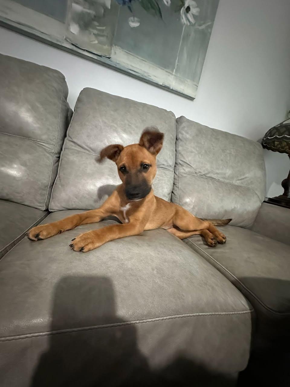 Mayes, Adopted, Young Female German Shepherd Dog.