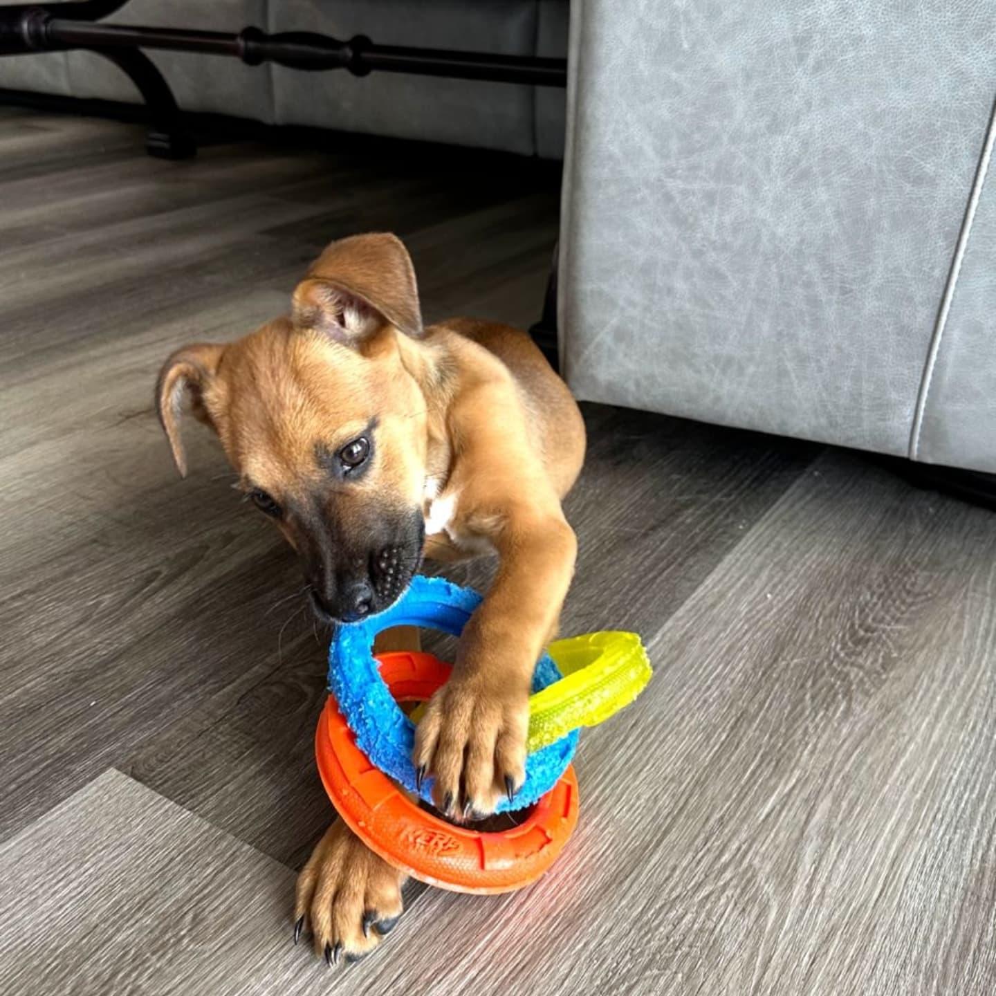 Enlarge Mayes, a Adopted mixed breed in Miami, FL image 5/5