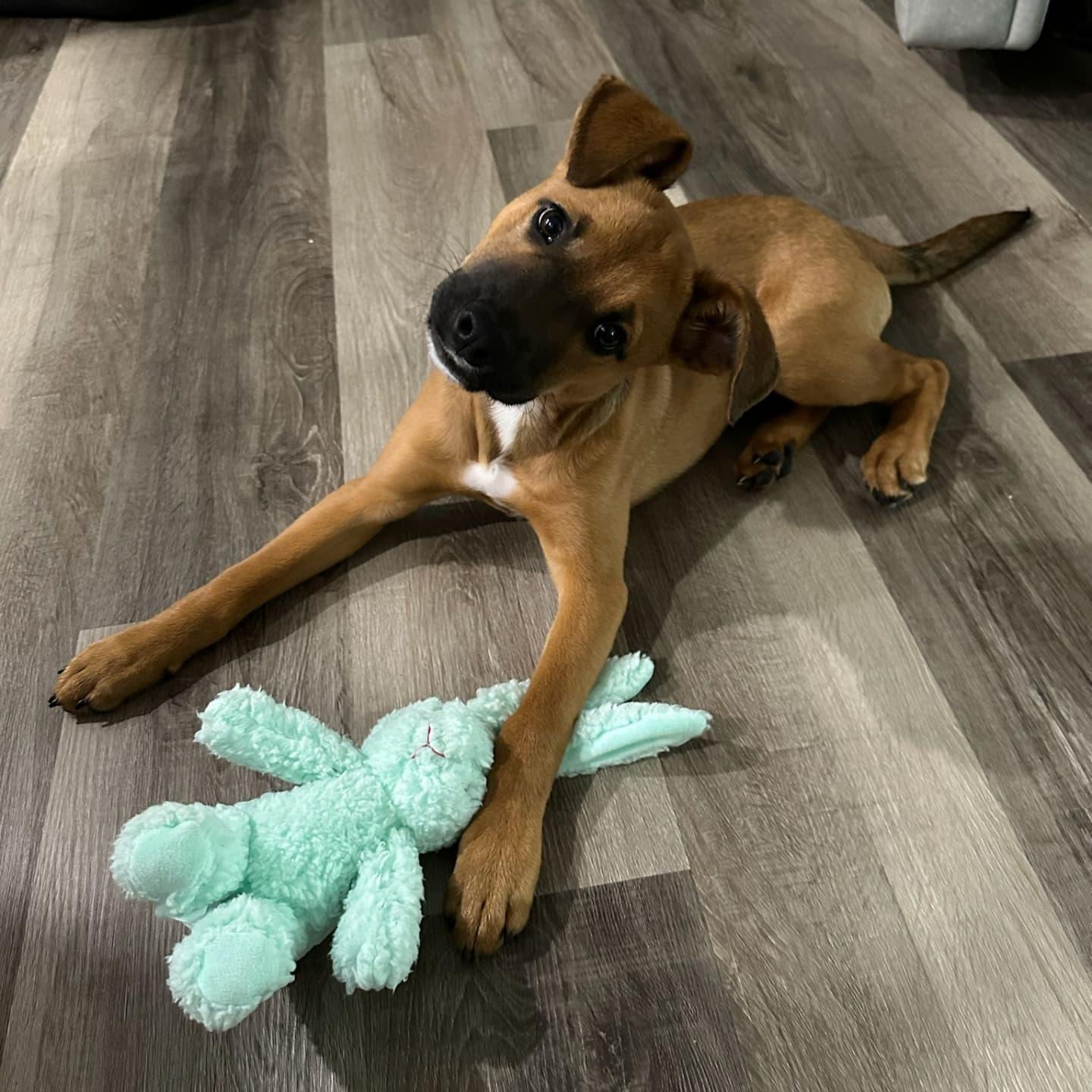 Enlarge Mayes, a Adopted mixed breed in Miami, FL image 2/5