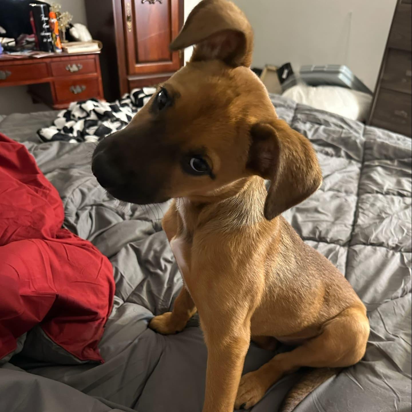 Enlarge Mayes, a Adopted mixed breed in Miami, FL image 4/5