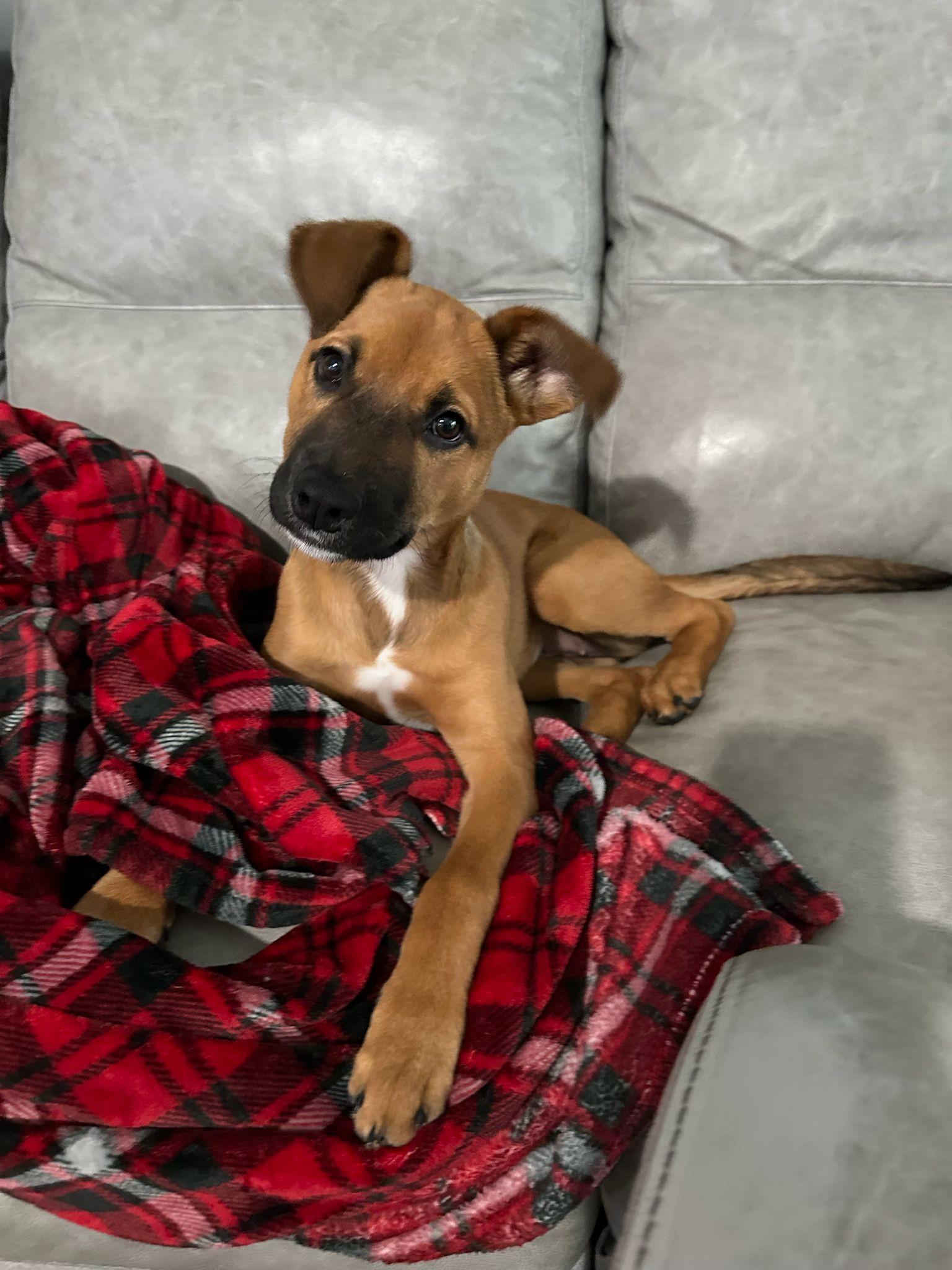 Enlarge Mayes, a Adopted mixed breed in Miami, FL image 3/5