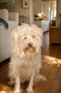 Chloe, ADOPTABLE, Young Female Schnoodle.