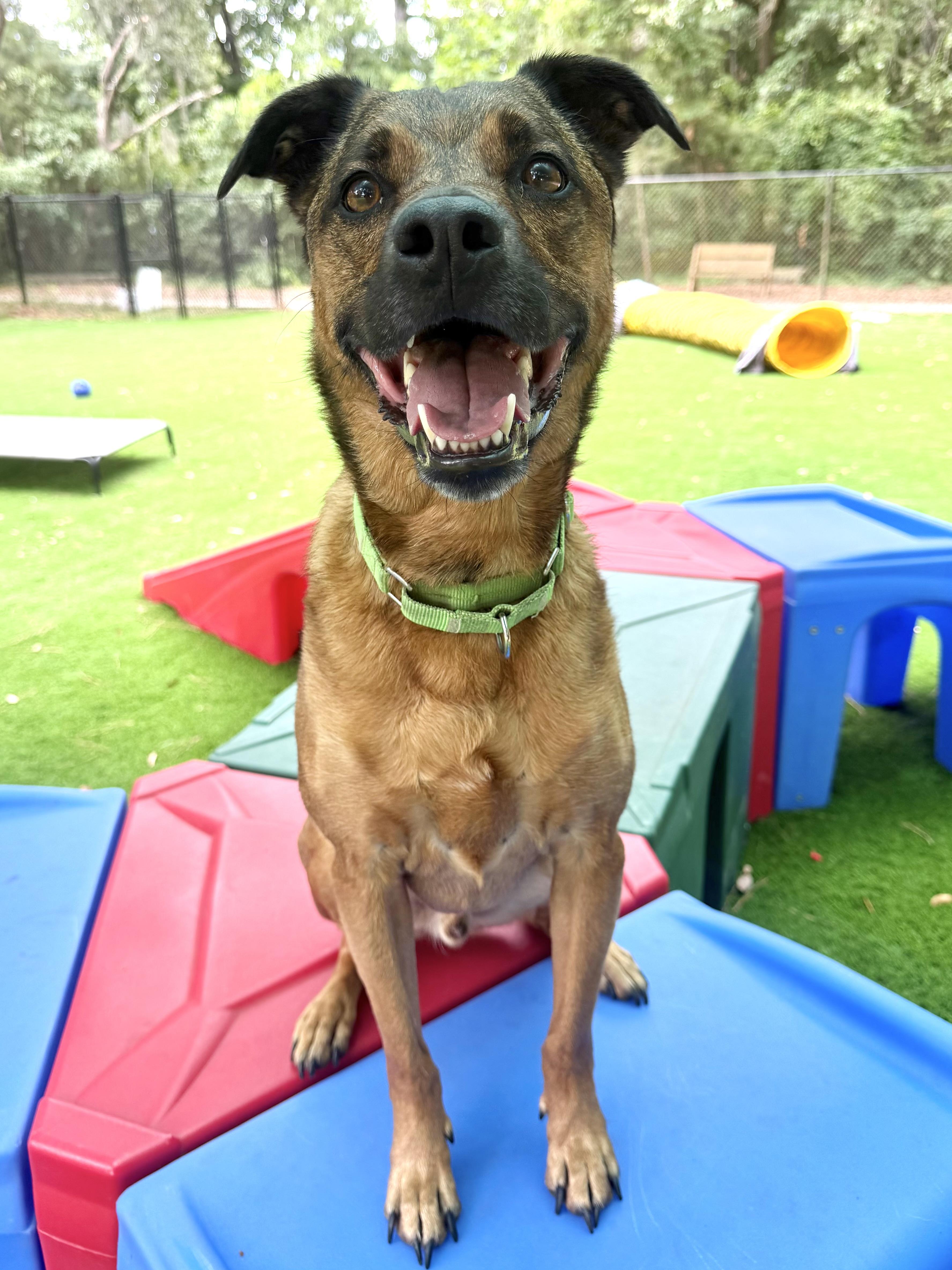 Benny, a ADOPTABLE mixed breed in Pawleys Island, SC image 6/6