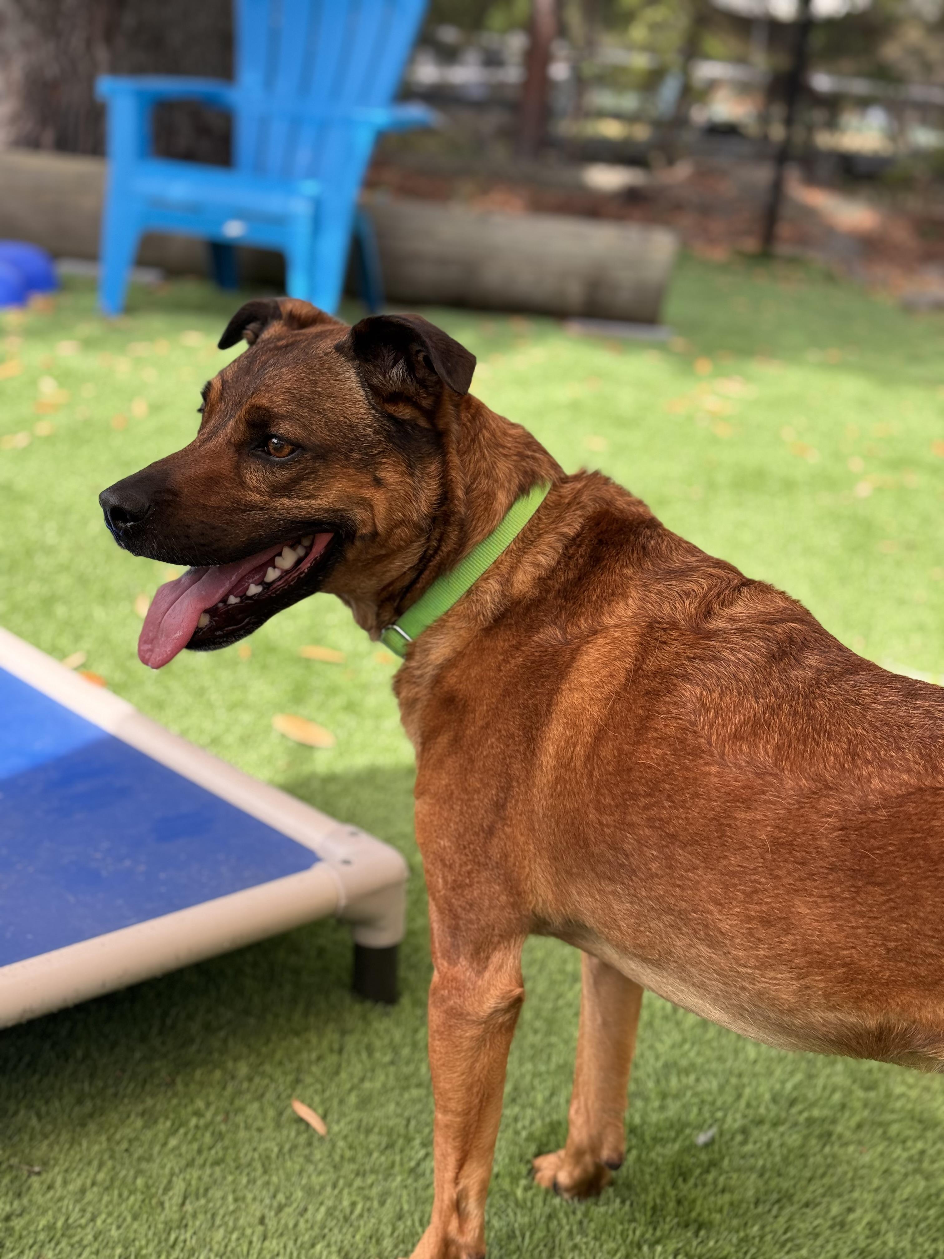 Benny, a ADOPTABLE mixed breed in Pawleys Island, SC image 2/2