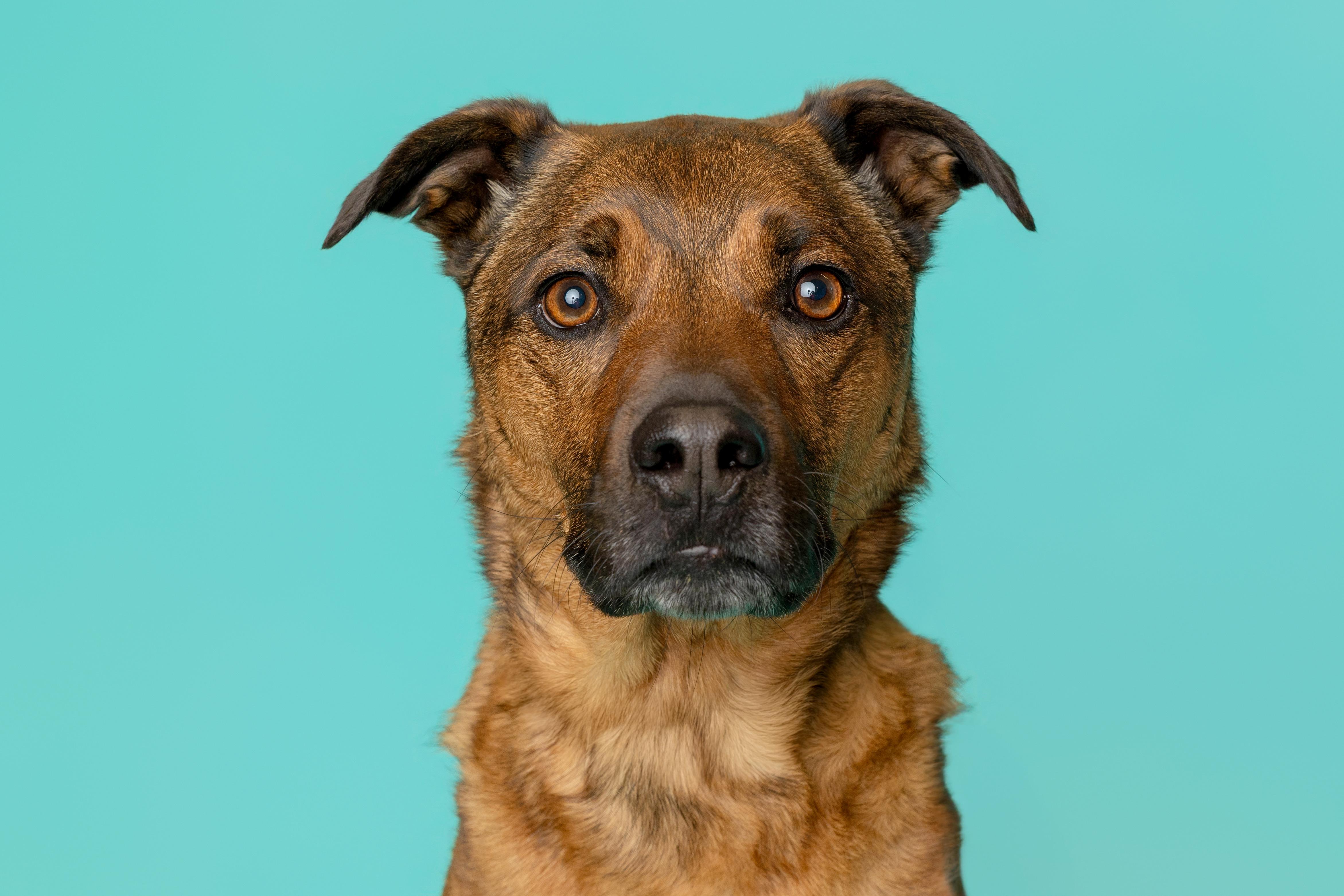 Benny, a ADOPTABLE mixed breed in Pawleys Island, SC image 3/6