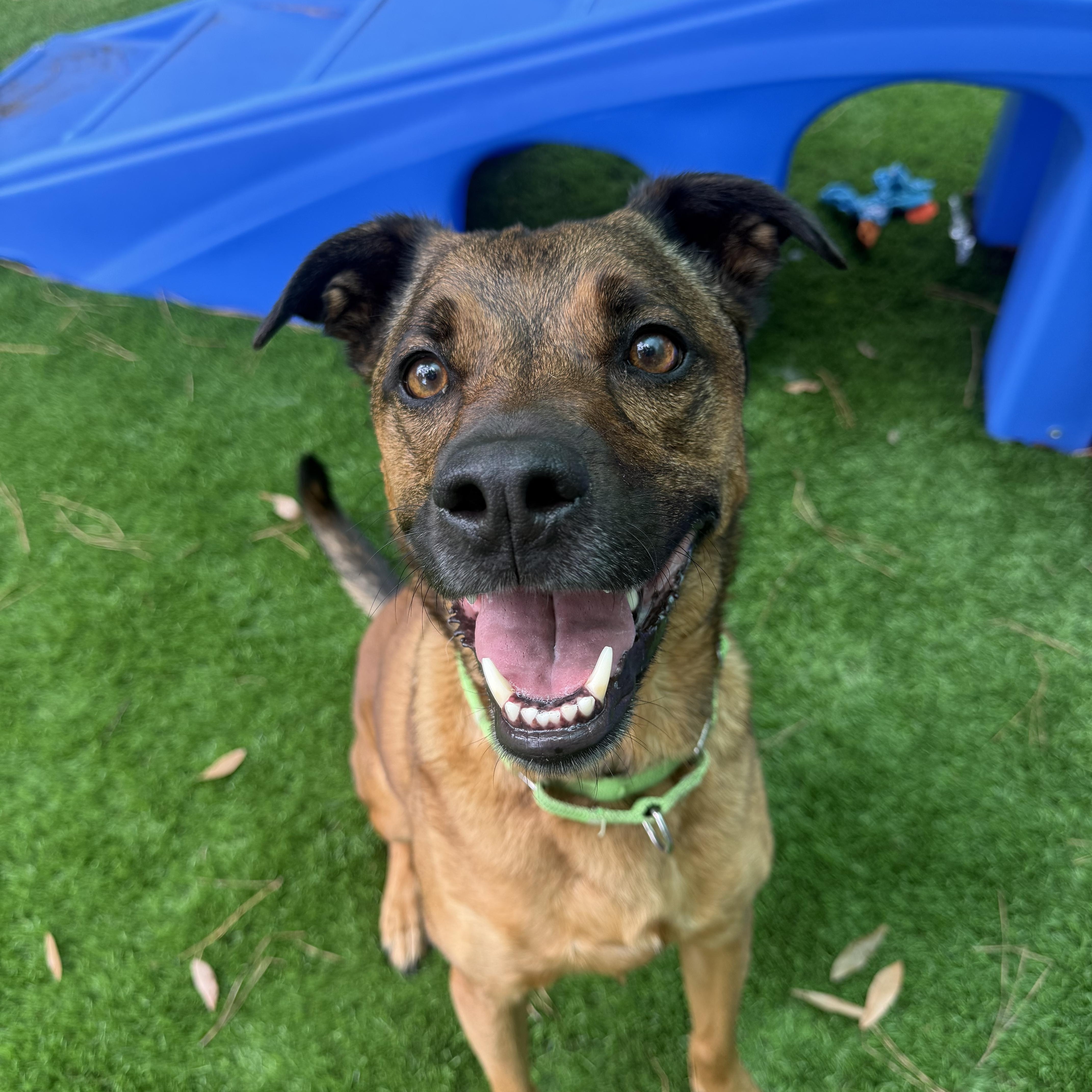 Benny, ADOPTABLE, Adult Male German Shepherd Dog.
