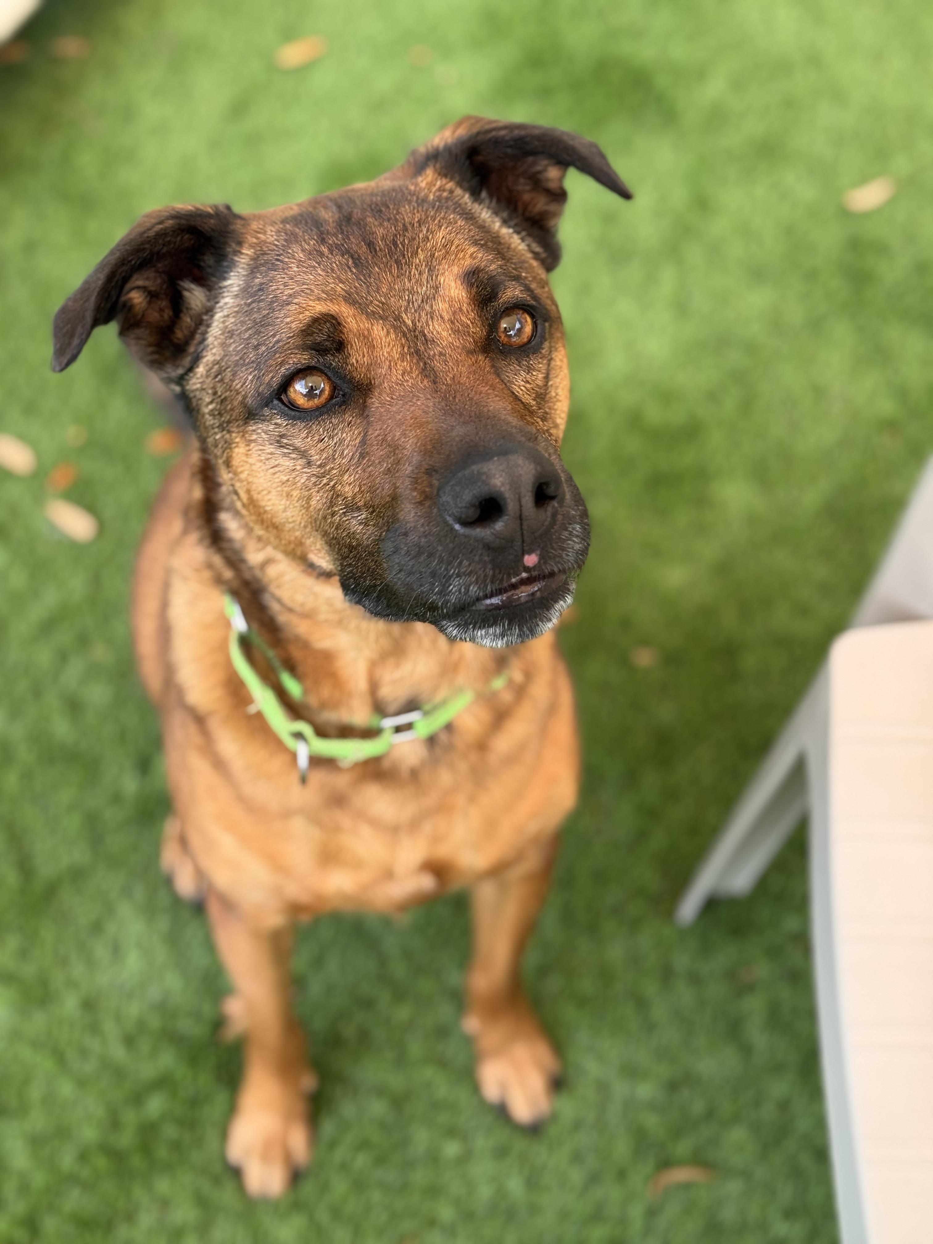 Benny, ADOPTABLE, Adult Male German Shepherd Dog.