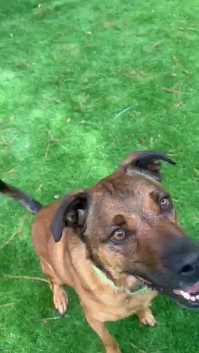 Enlarge Benny, a ADOPTABLE mixed breed in Pawleys Island, SC video 4/6
