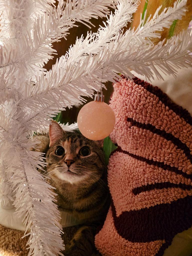 Enlarge HEMI, a Adoptable mixed breed in Olathe, KS image 2/6