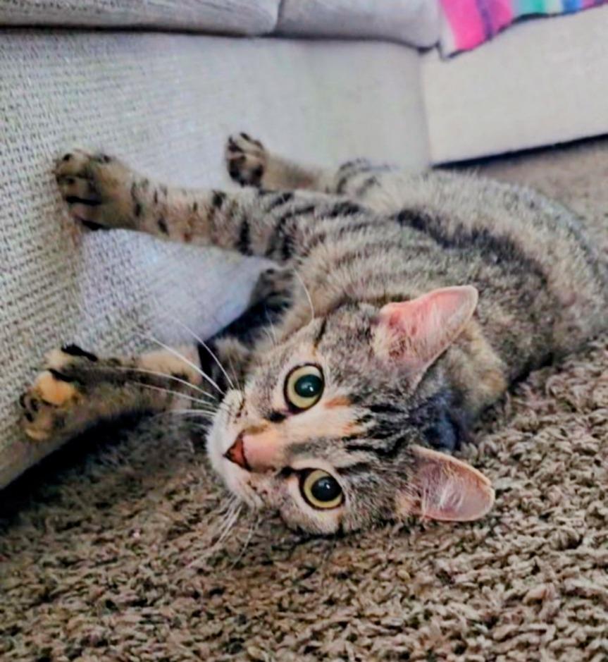 HEMI, Adoptable, Adult Female Domestic Short Hair.