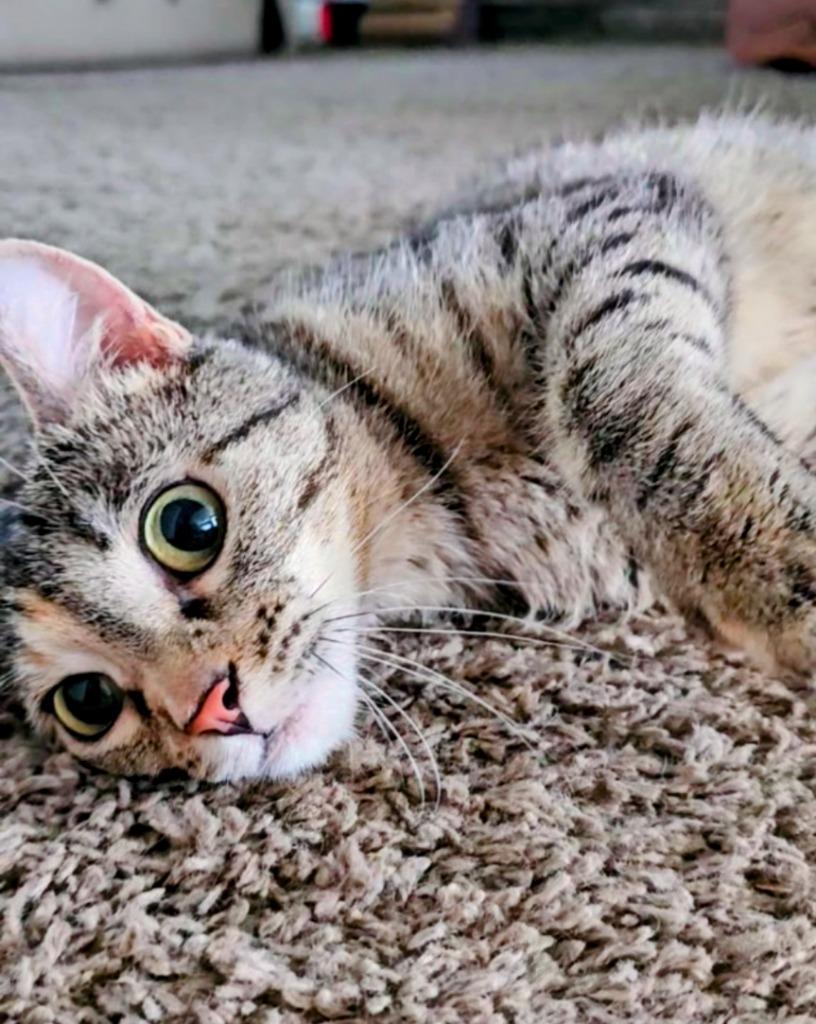 Enlarge HEMI, a Adoptable mixed breed in Olathe, KS image 4/6