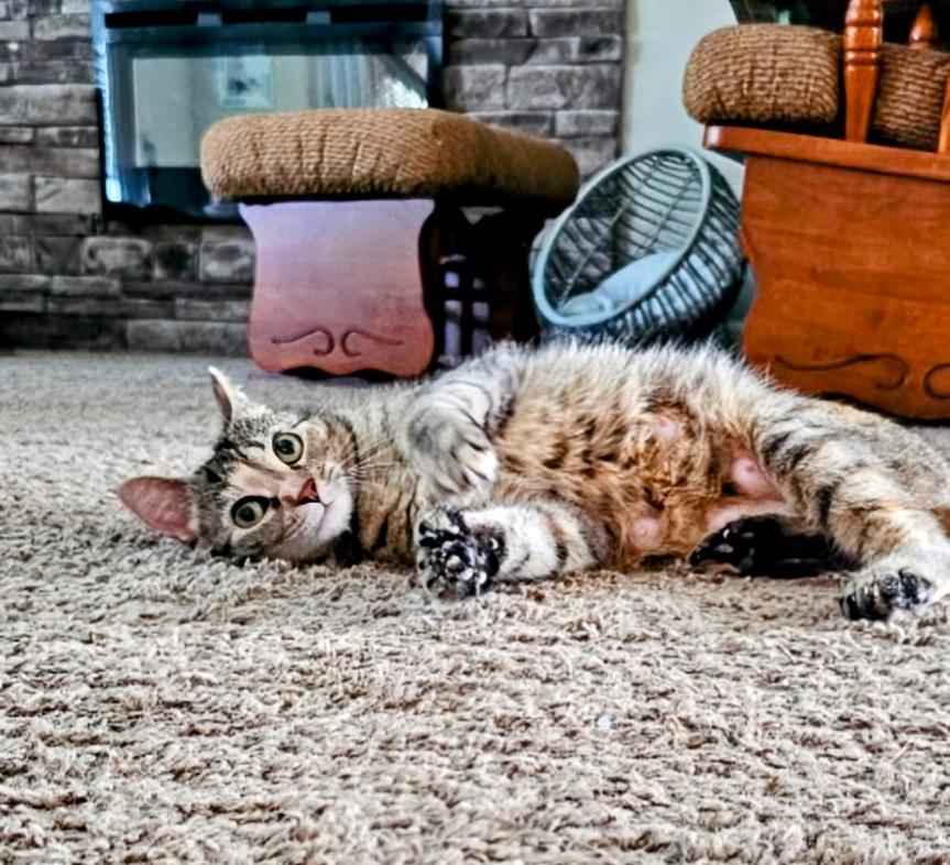 Enlarge HEMI, a Adoptable mixed breed in Olathe, KS image 6/6