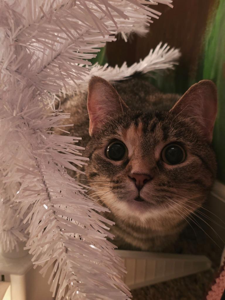 Enlarge HEMI, a Adoptable mixed breed in Olathe, KS image 6/6