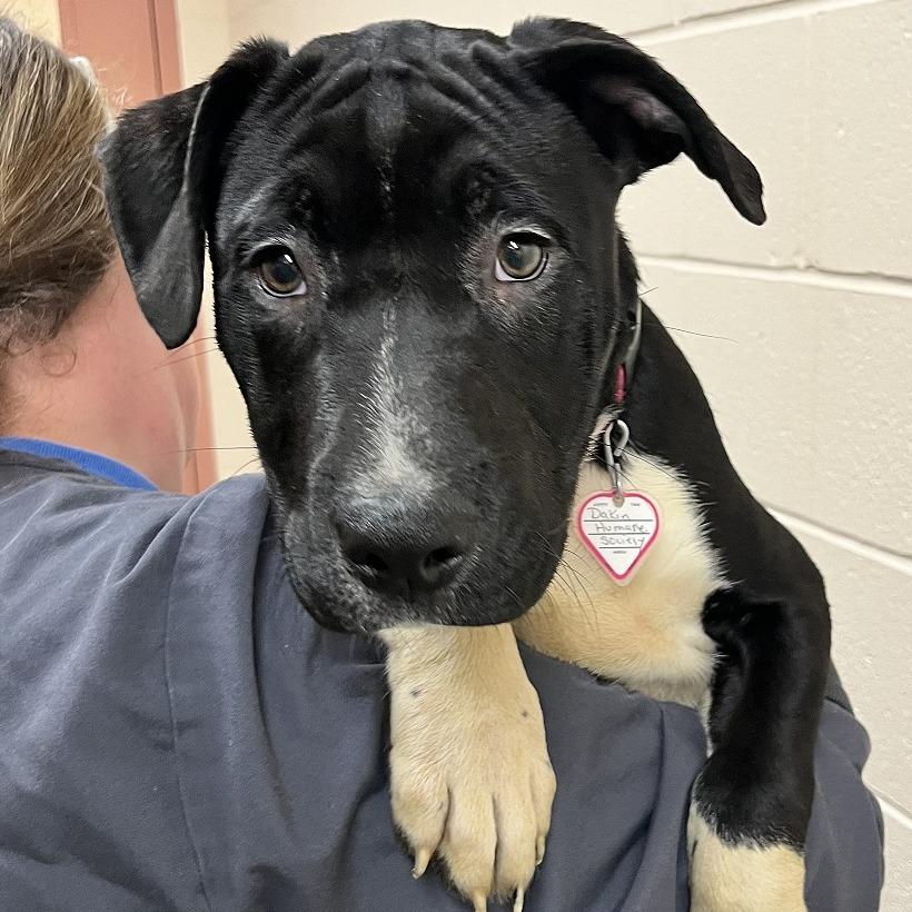 TJ-$100 off In foster, Adoptable, Puppy Male Pit Bull Terrier & Mixed Breed.
