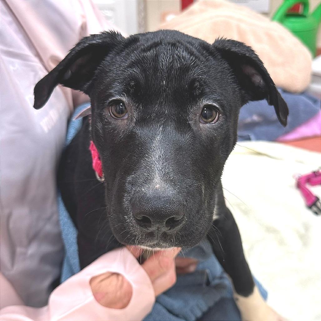 Enlarge TJ-$100 off In foster, a Adoptable mixed breed in Springfield, MA image 2/2