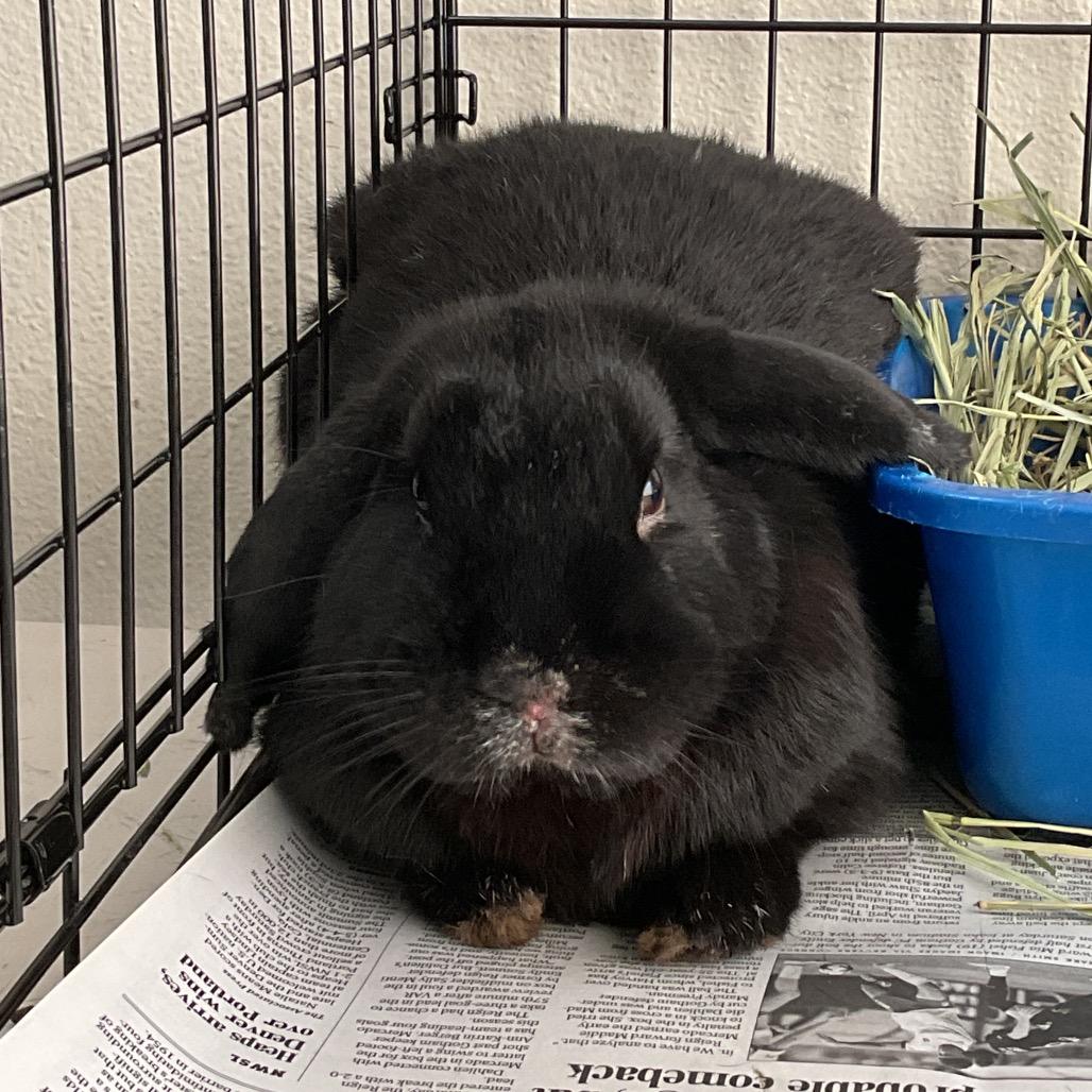 Enlarge Pied Piper, a Adoptable Holland Lop in Tacoma, WA image 1/1