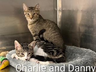 Danny, Adoptable, Kitten Male Tabby.