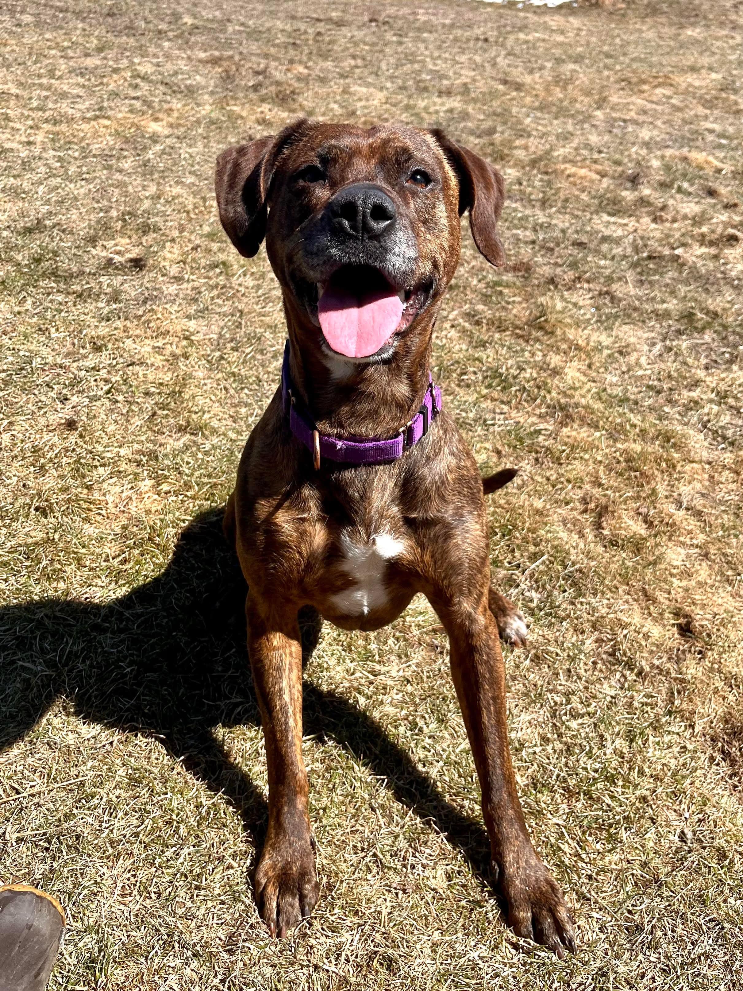 Greta, Adult Female Plott Hound