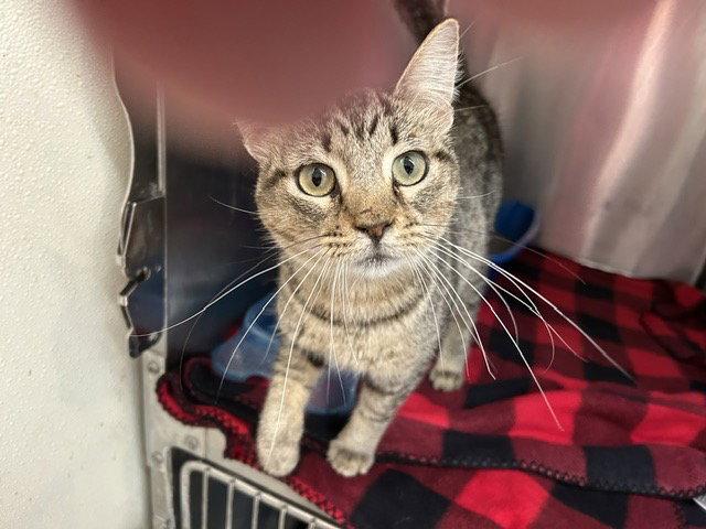 George- Gray Tabby - Foster Care, Adoptable, Adult Male Domestic Short Hair.