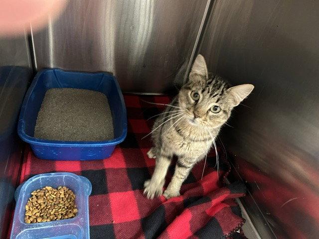 Enlarge George- Gray Tabby - Foster Care, a Adoptable Domestic Short Hair in Mitchell, SD image 2/2
