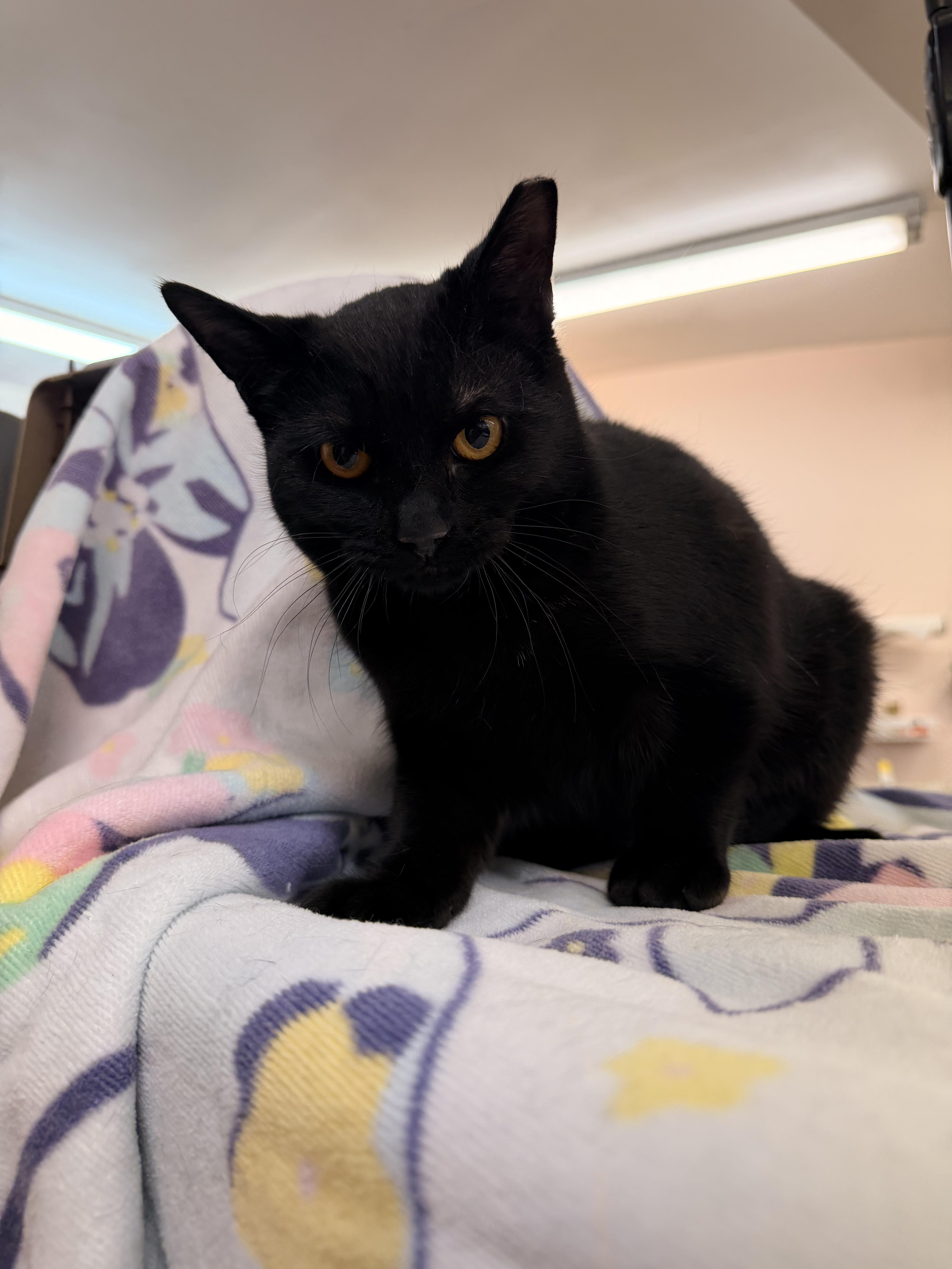 Tiramisu , a Adoptable Domestic Short Hair in Scranton, PA image 2/3