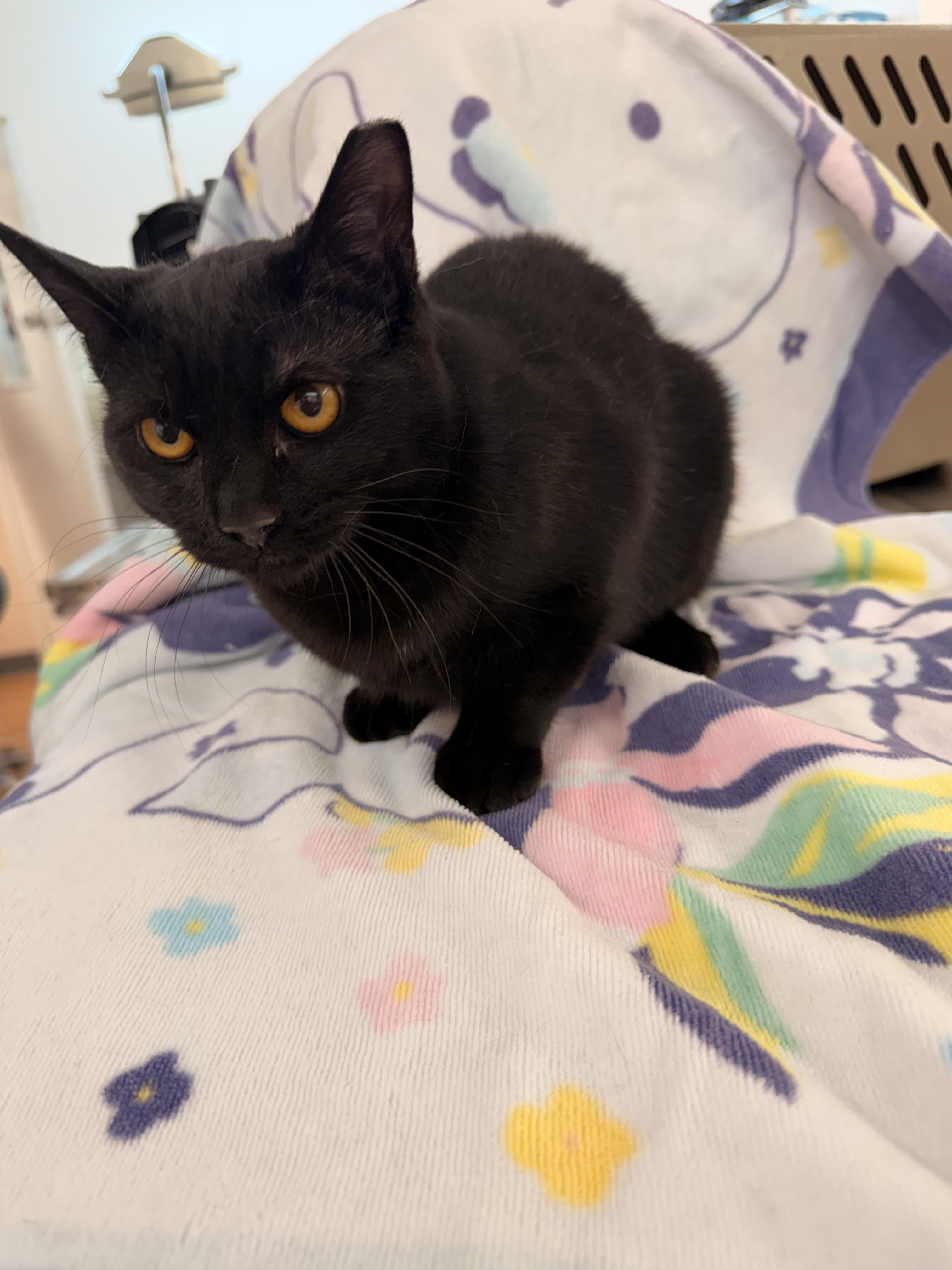 Tiramisu , a Adoptable Domestic Short Hair in Scranton, PA image 3/3
