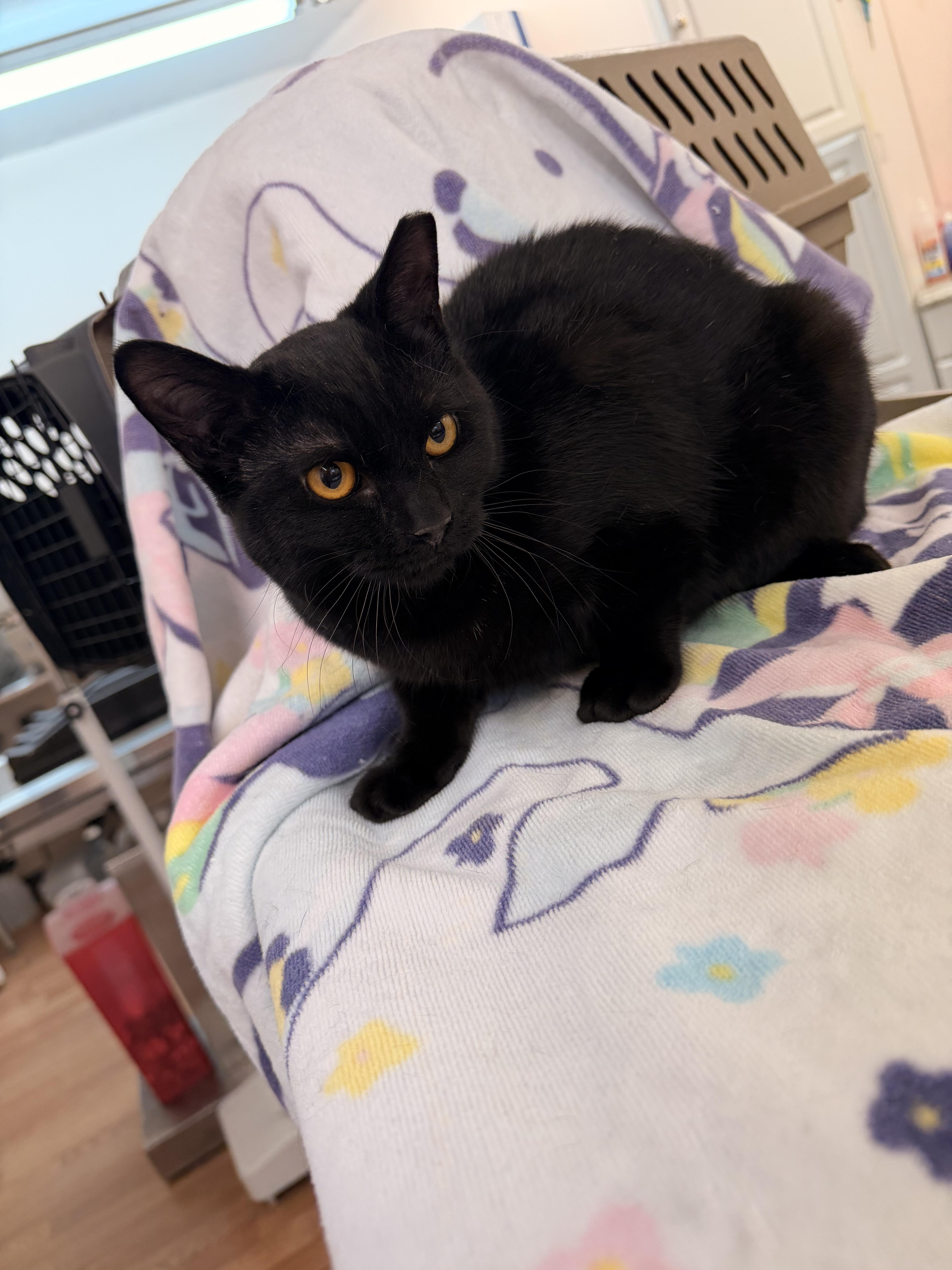 Tiramisu , Adoptable, Kitten Female Domestic Short Hair.