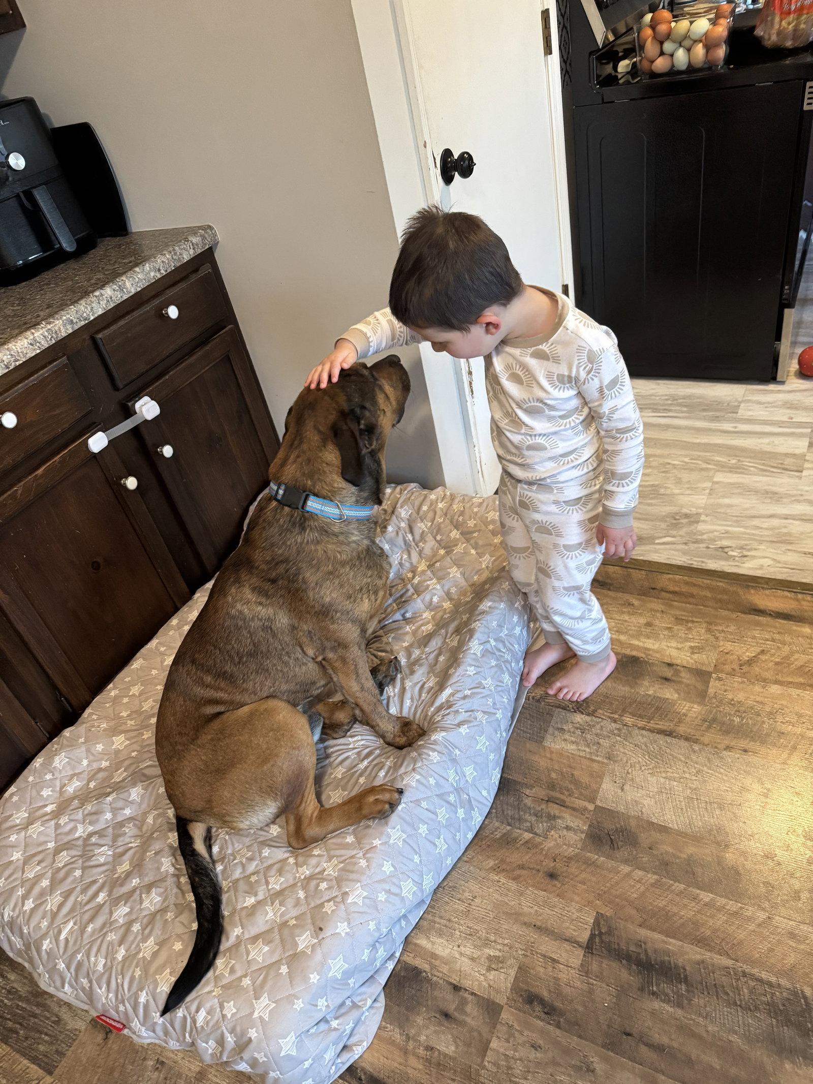 Enlarge Gunner, a Adoptable Mixed Breed in Fenton, MO image 1/3