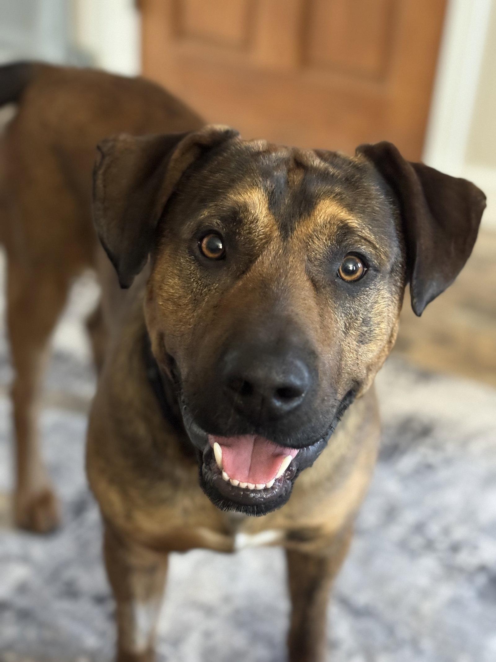 Enlarge Gunner, a Adoptable Mixed Breed in Fenton, MO image 2/3