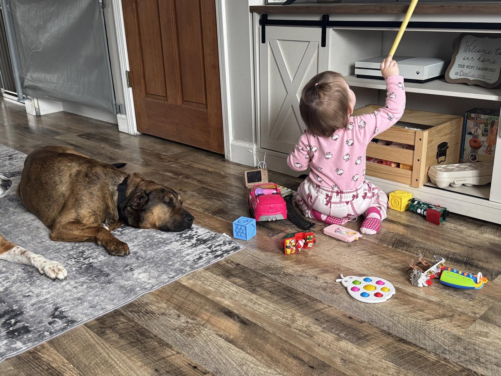 Enlarge Gunner, a Adoptable Mixed Breed in Fenton, MO image 3/3