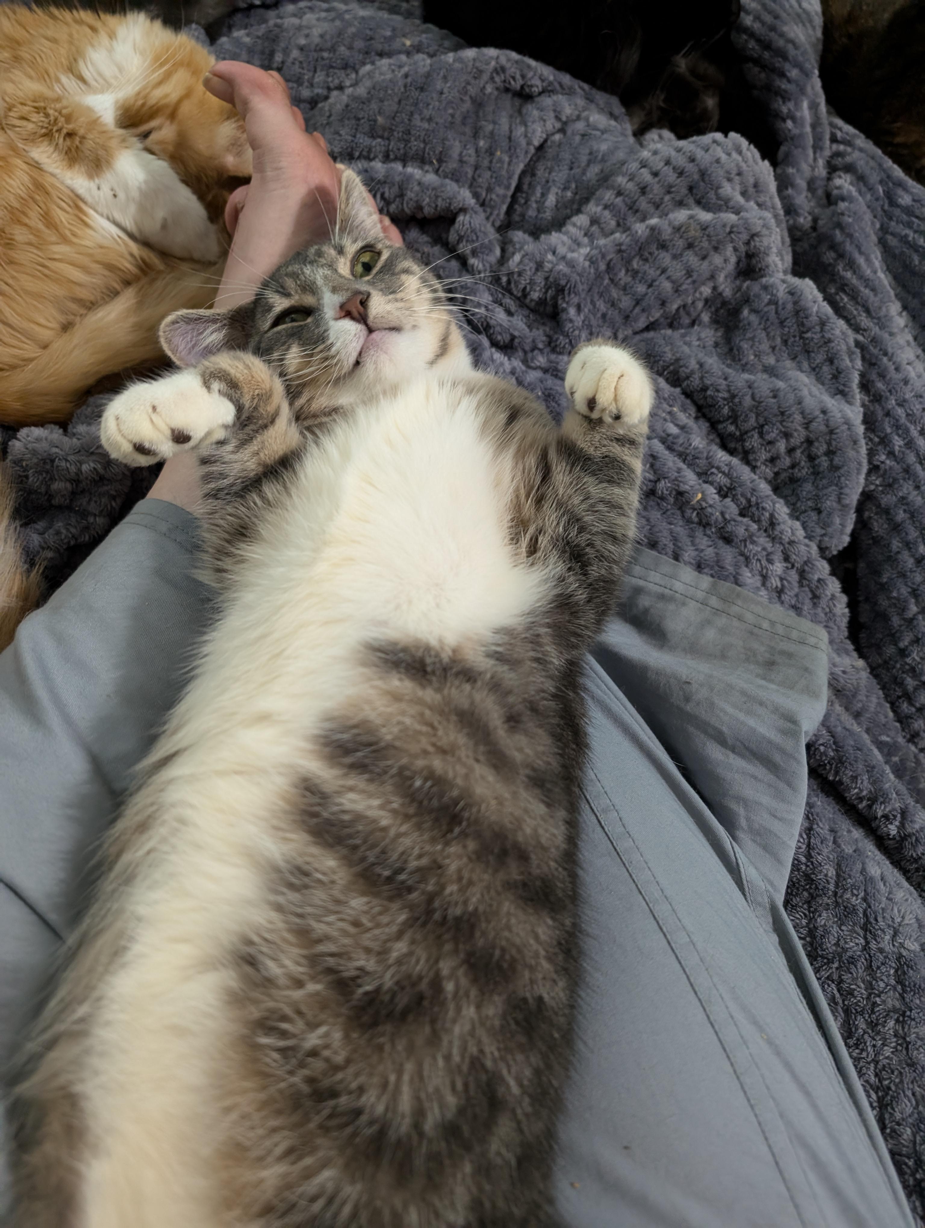 Sawyer, Adopted, Young Male Domestic Short Hair.