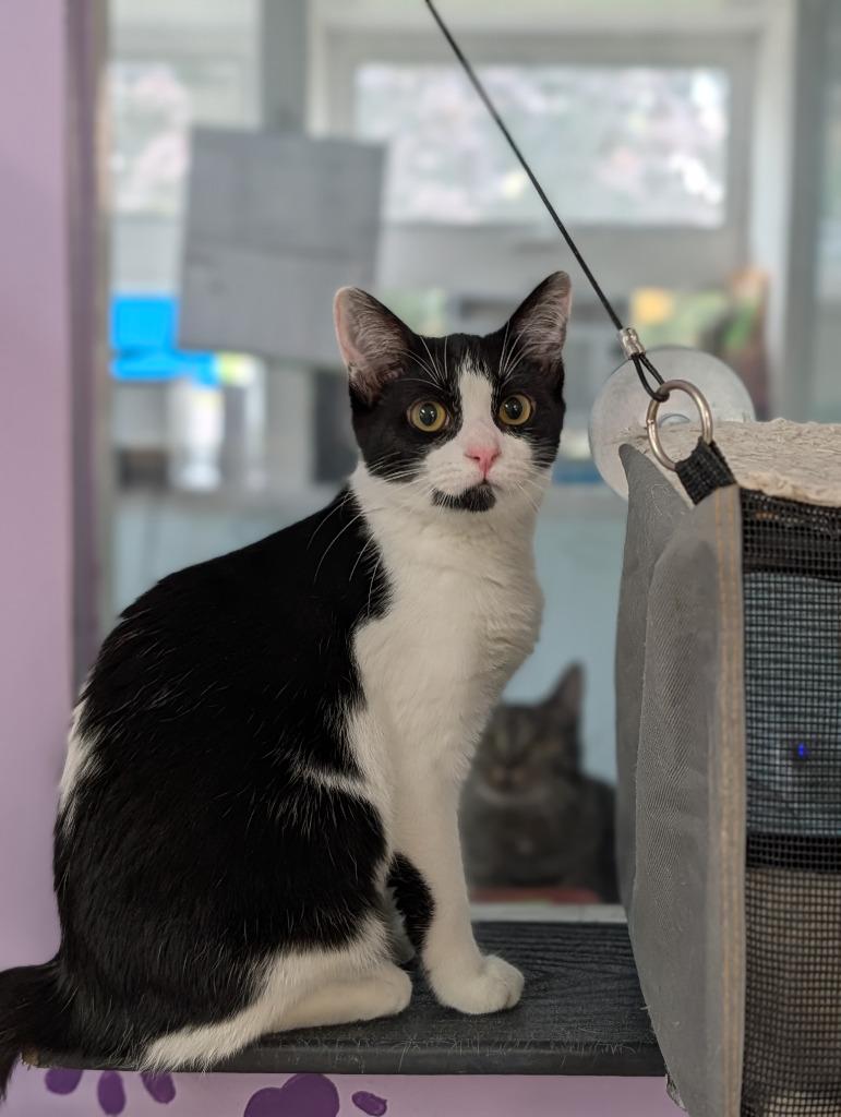 Blot, Adopted, Young Female Domestic Short Hair.