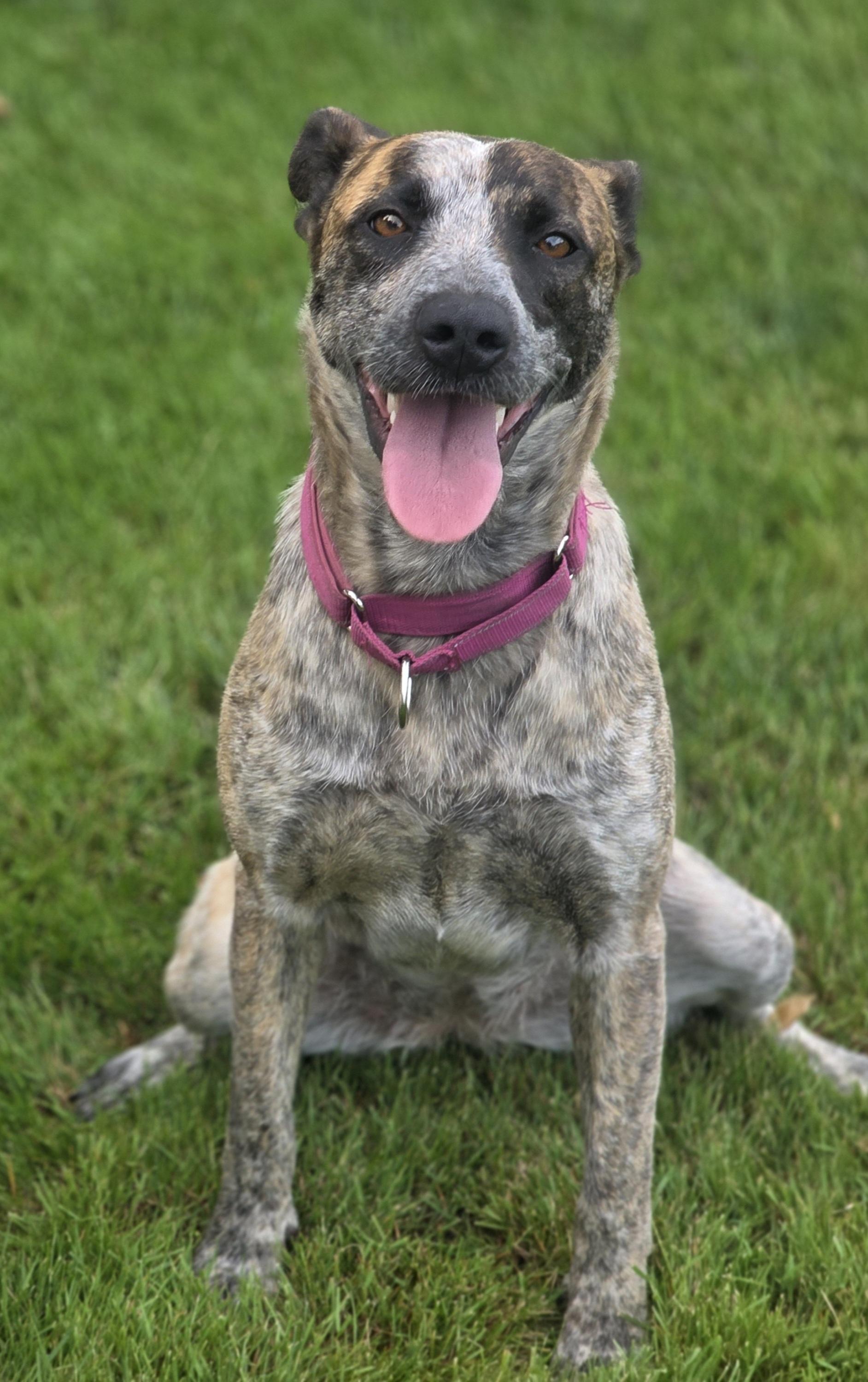 Thelma, a Adoptable mixed breed in Elk, WA image 4/6