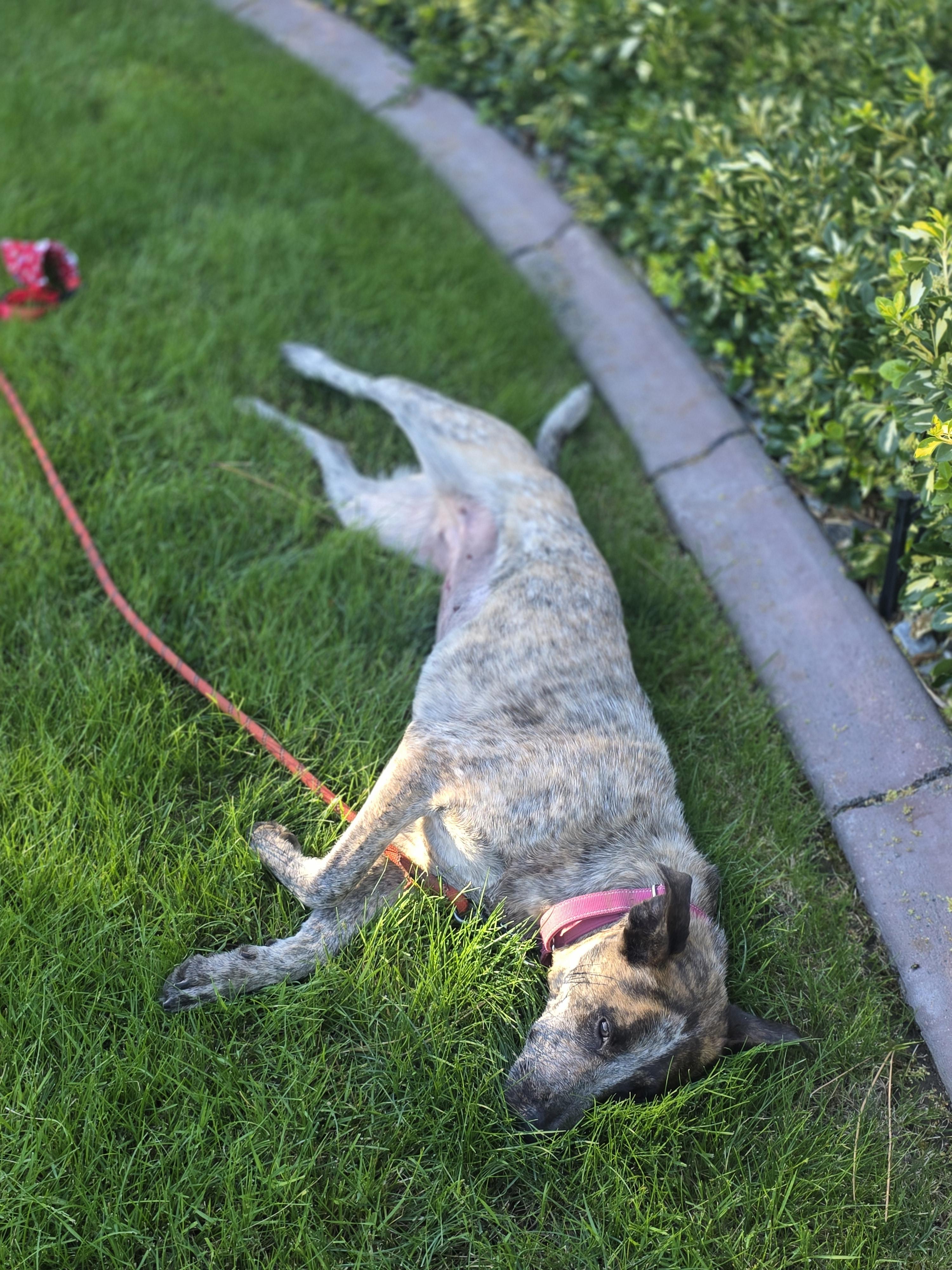Thelma, a Adoptable mixed breed in Elk, WA image 5/6