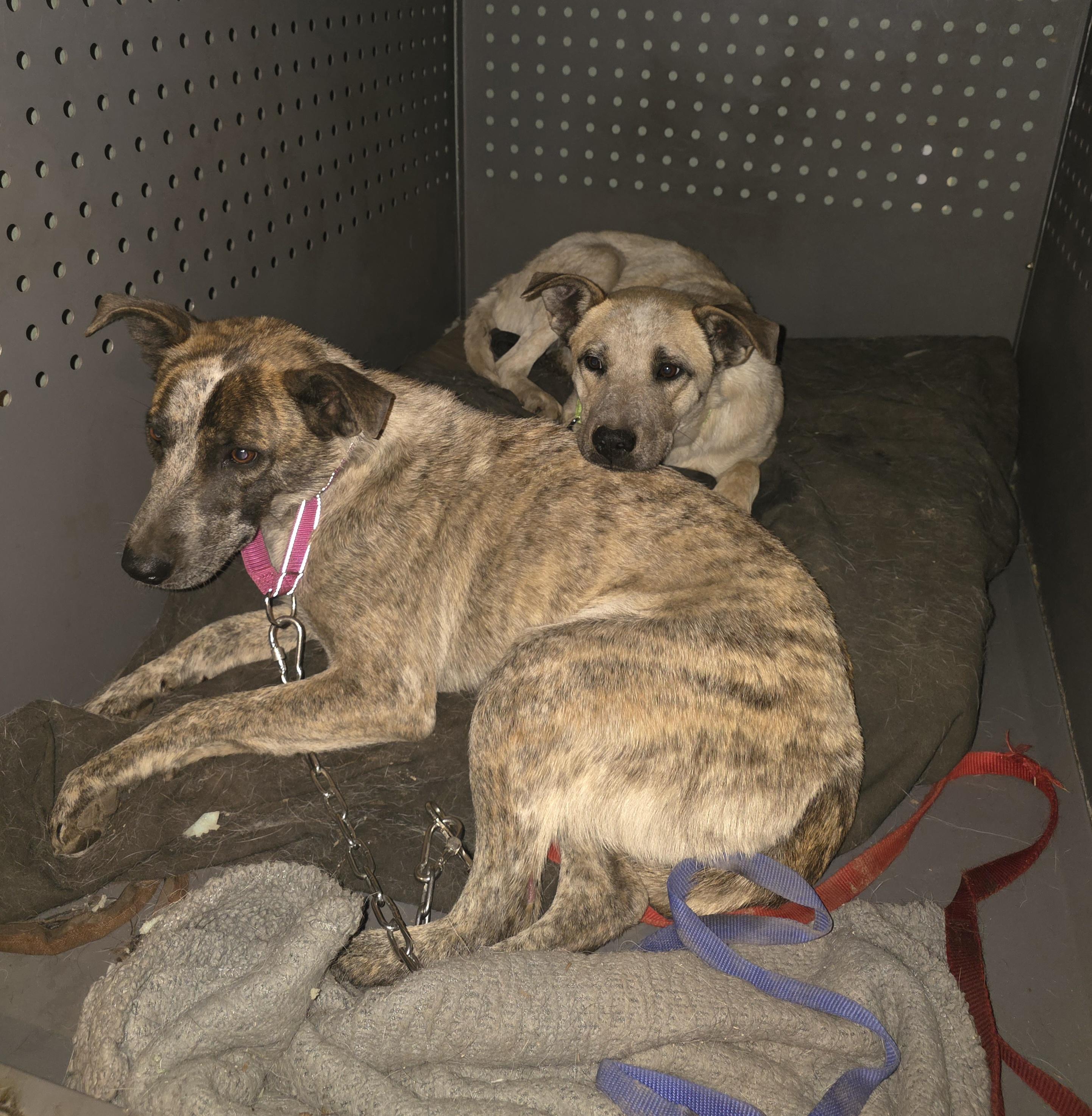 Thelma, a Adoptable mixed breed in Elk, WA image 6/6