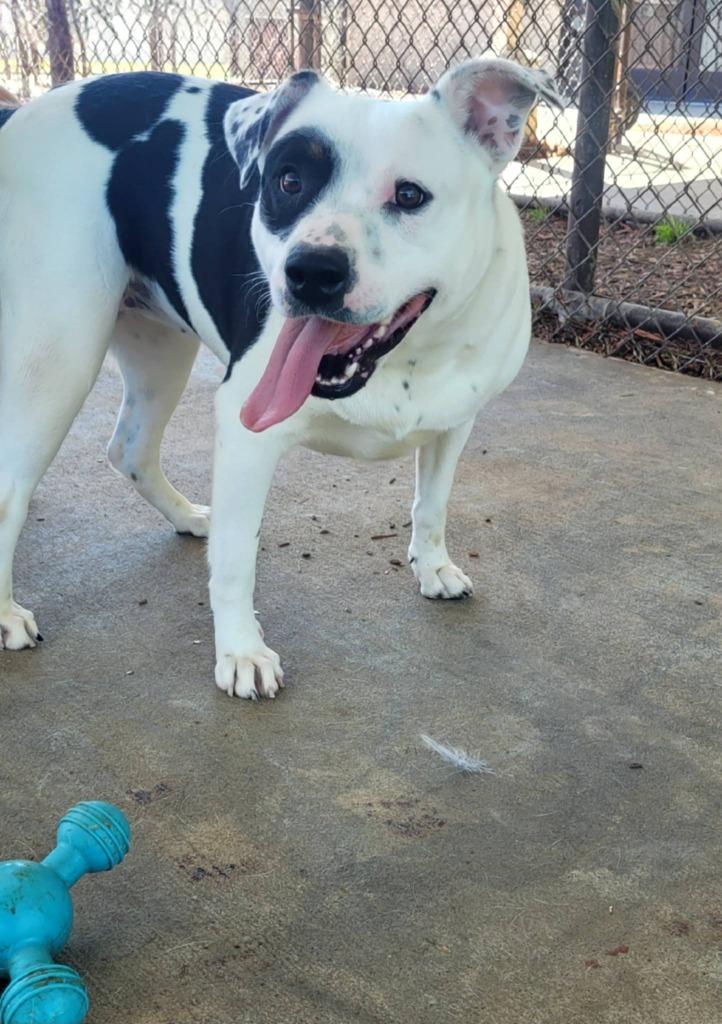 Enlarge CARLOTA, a Adoptable mixed breed in Rome, GA image 1/4