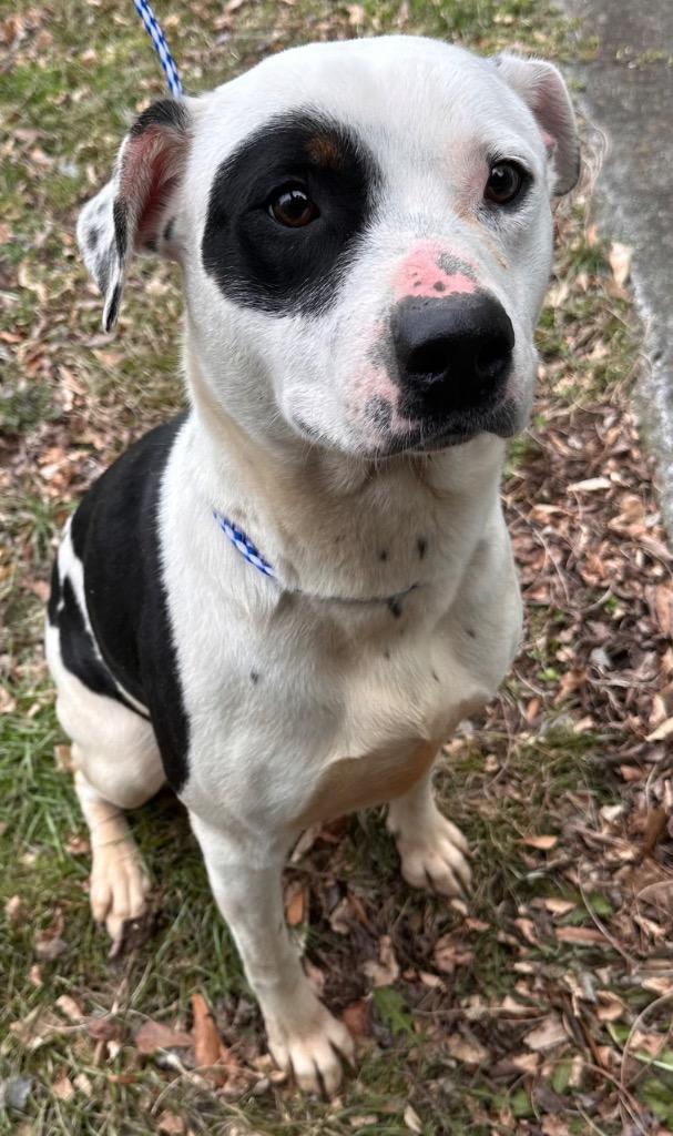 CARLOTA, Adoptable, Young Female Mixed Breed.