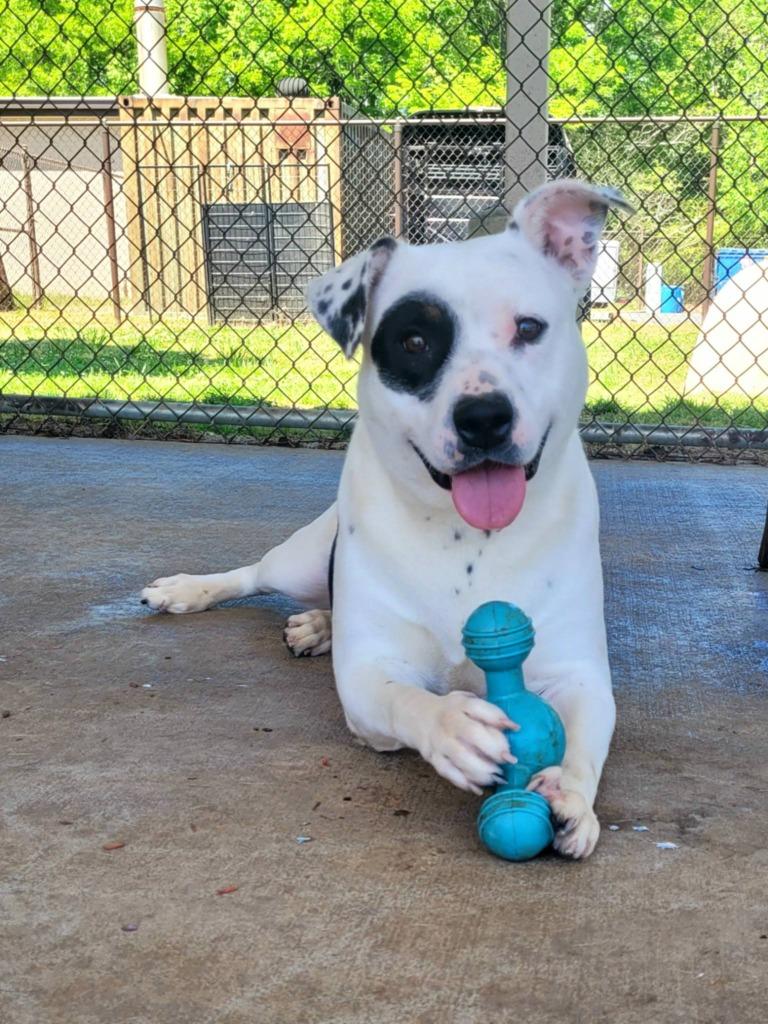 Enlarge CARLOTA, a Adoptable mixed breed in Rome, GA image 3/4