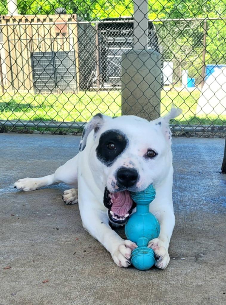 Enlarge CARLOTA, a Adoptable mixed breed in Rome, GA image 4/4