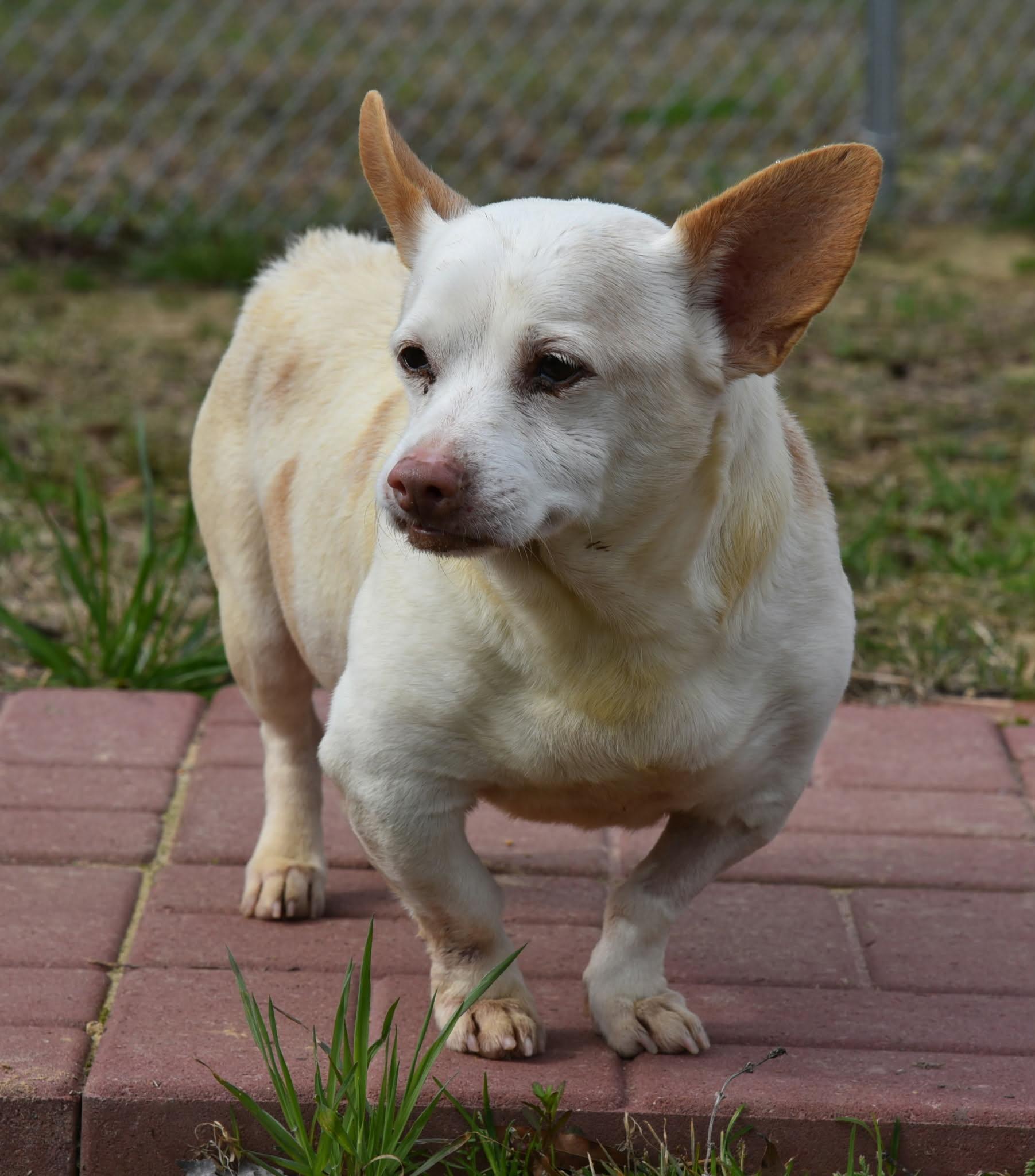 Enlarge Dog, a ADOPTABLE mixed breed in Springhill, LA image 1/2