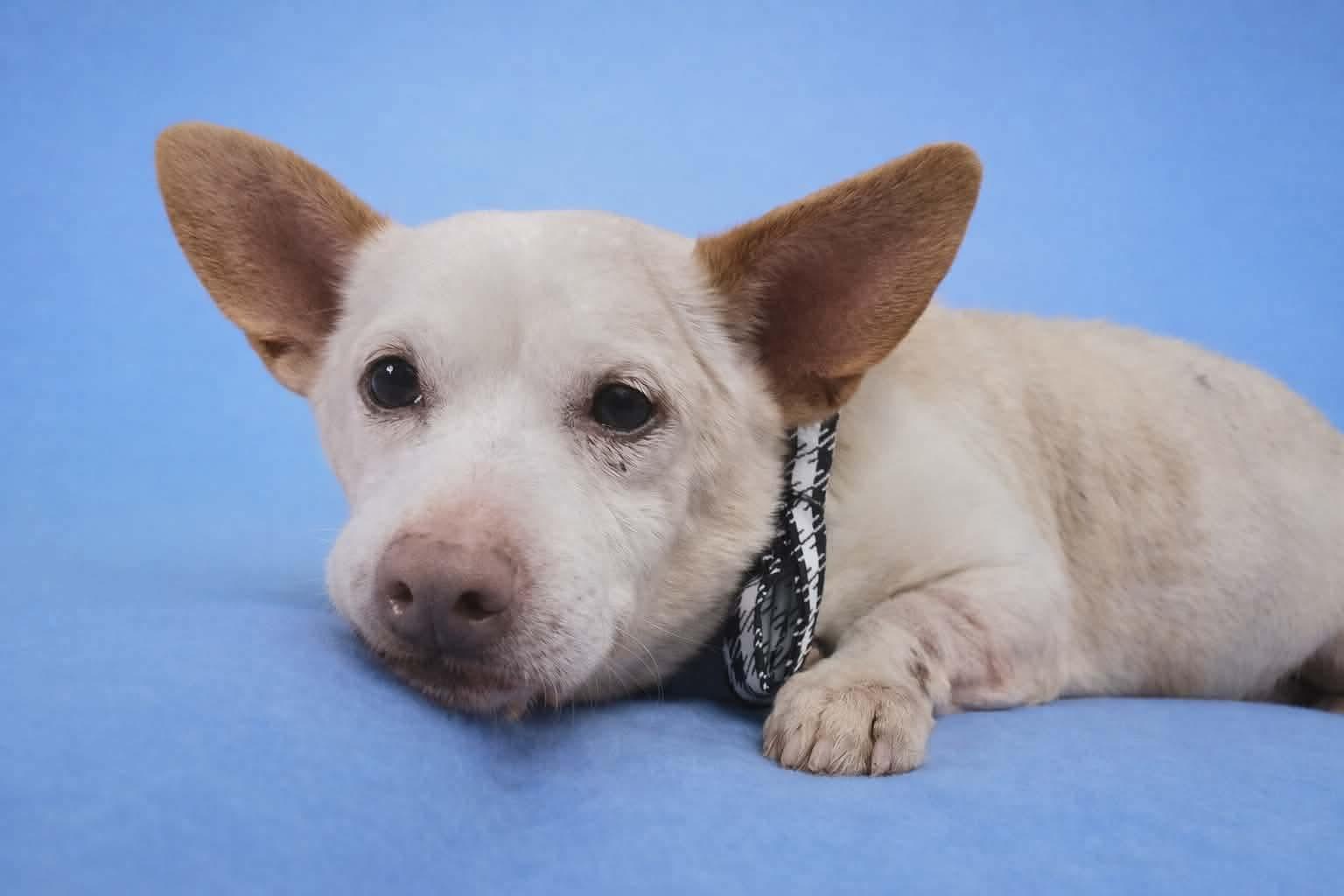 Enlarge Dog, a ADOPTABLE mixed breed in Springhill, LA image 1/1