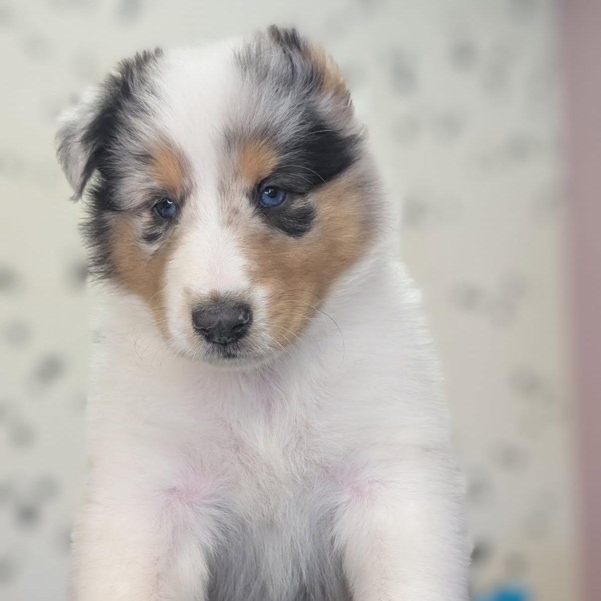 Enlarge Journey, an adopted Collie in Riverside, CA image 3/5