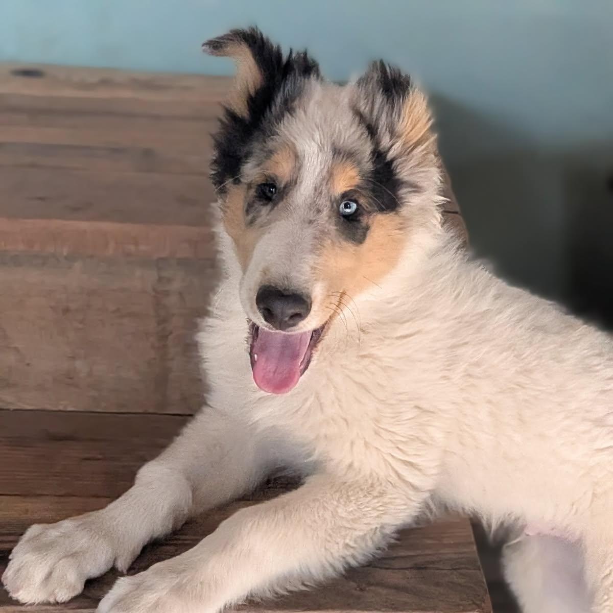 Journey, adopted, Puppy Male Collie.