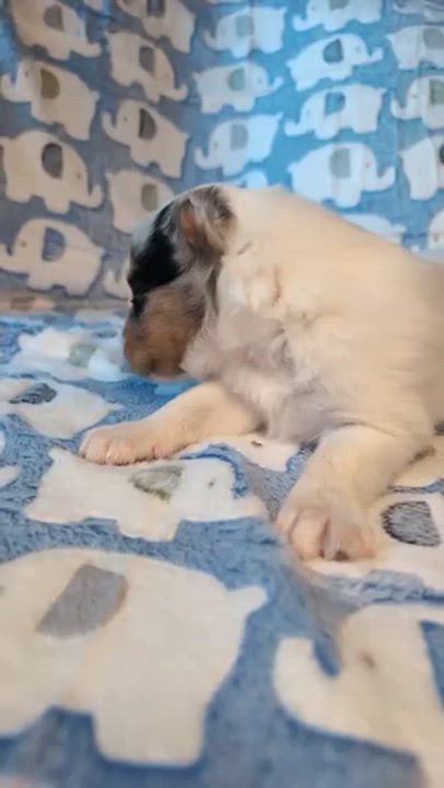 Enlarge Journey, an adopted Collie in Riverside, CA video 5/5