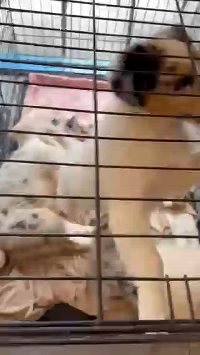 Enlarge Journey, an adopted Collie in Riverside, CA video 4/5