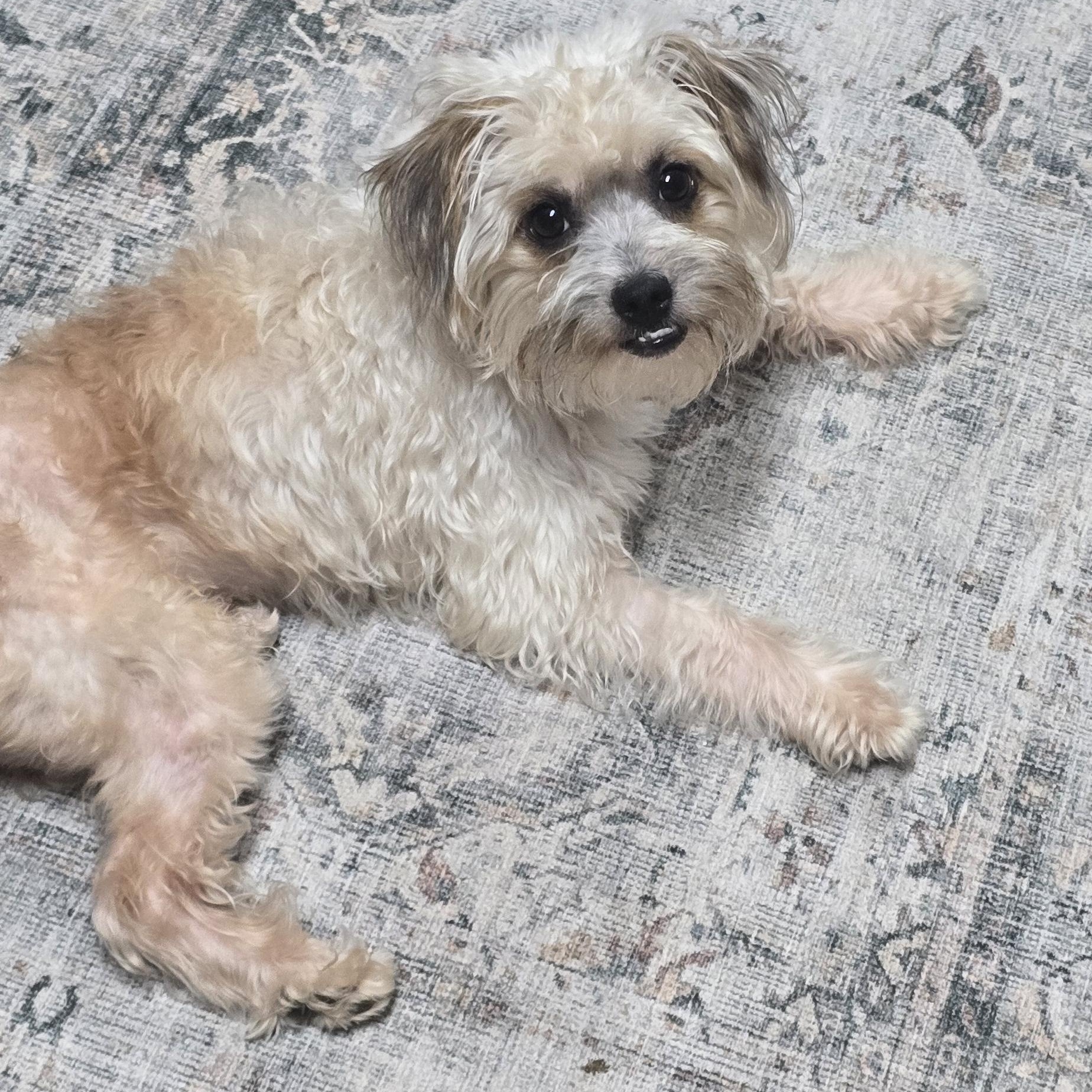 Enlarge Holsinger WV14564-T, a Adoptable mixed breed in Woodinville, WA image 1/4